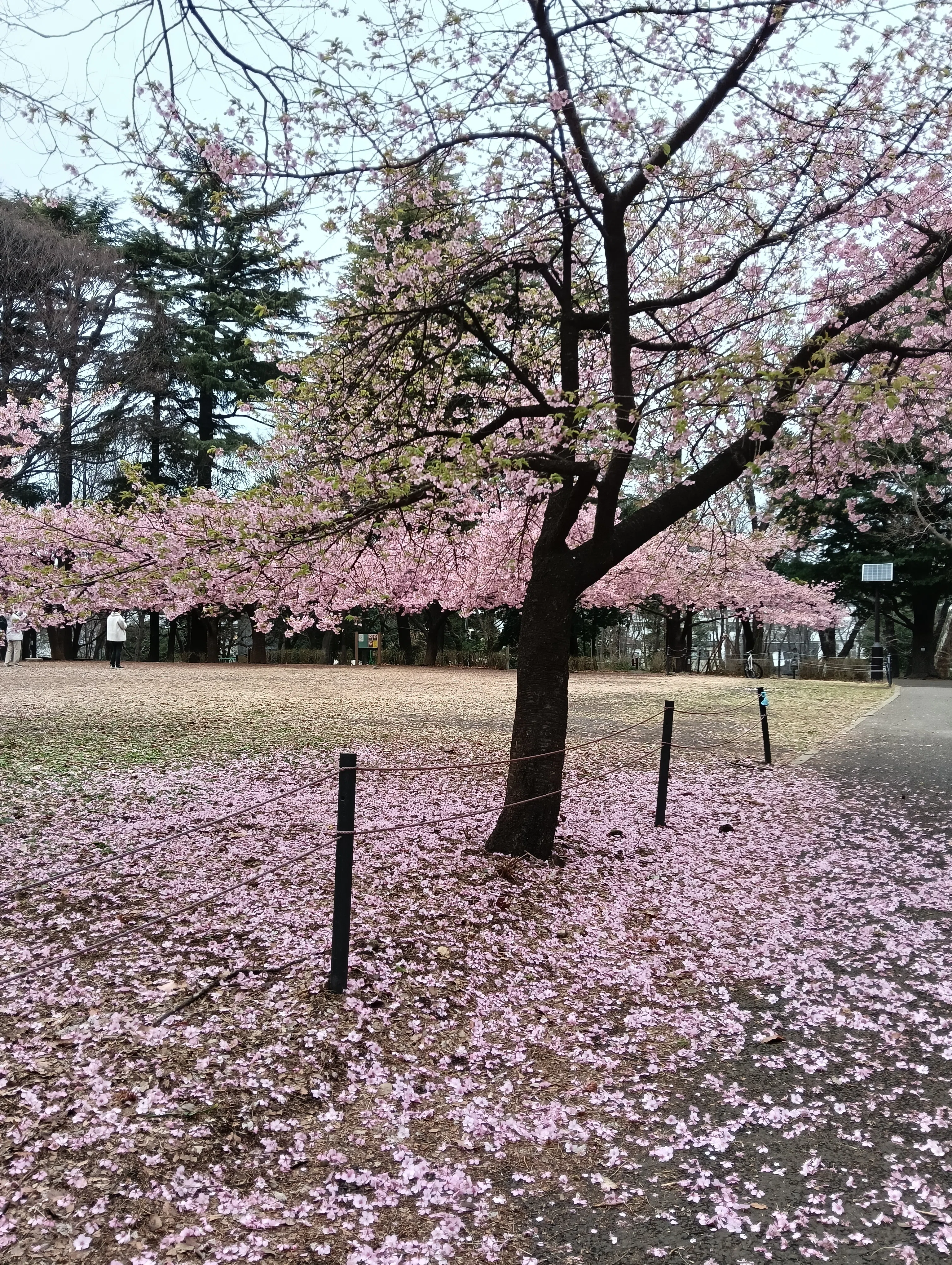 色無地　桜色　グレー　ぼかし　T290 本日発売】淡い色調の新柄「TINT」シリーズのご紹介。 | 白山陶器直営