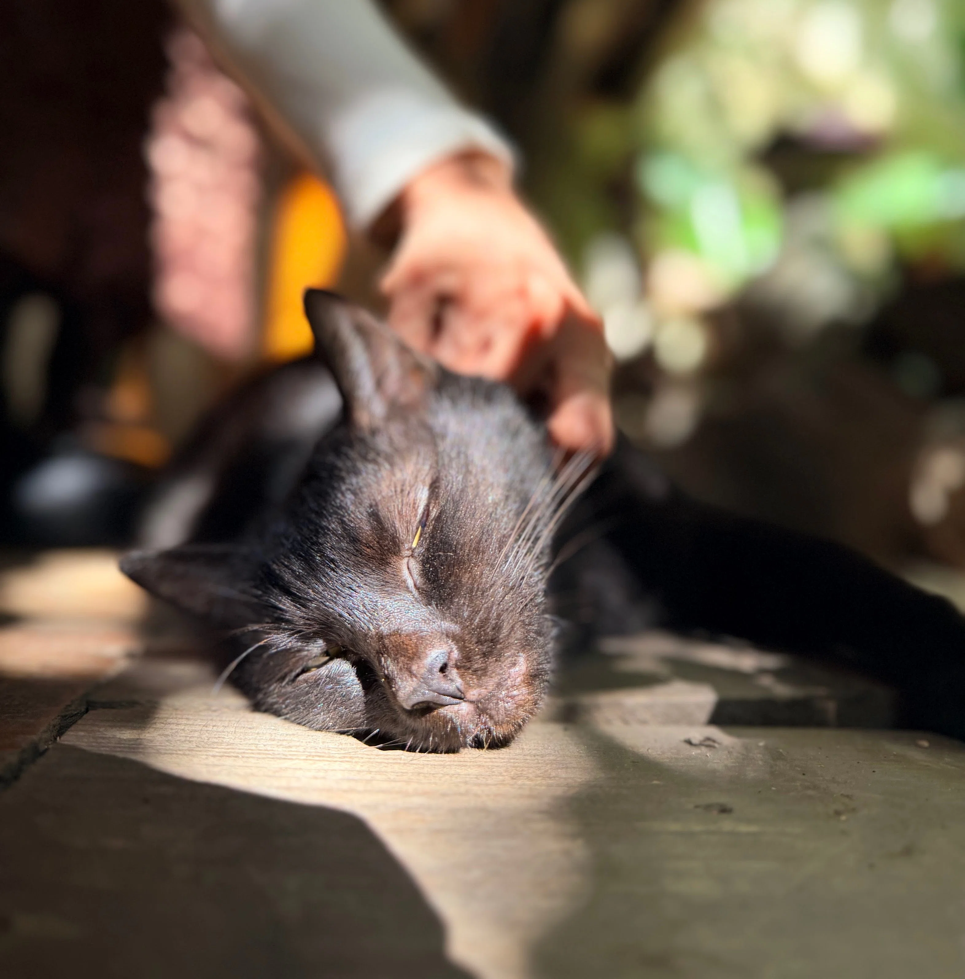 2026】沖縄県の猫スポット①🐾｜三毛猫