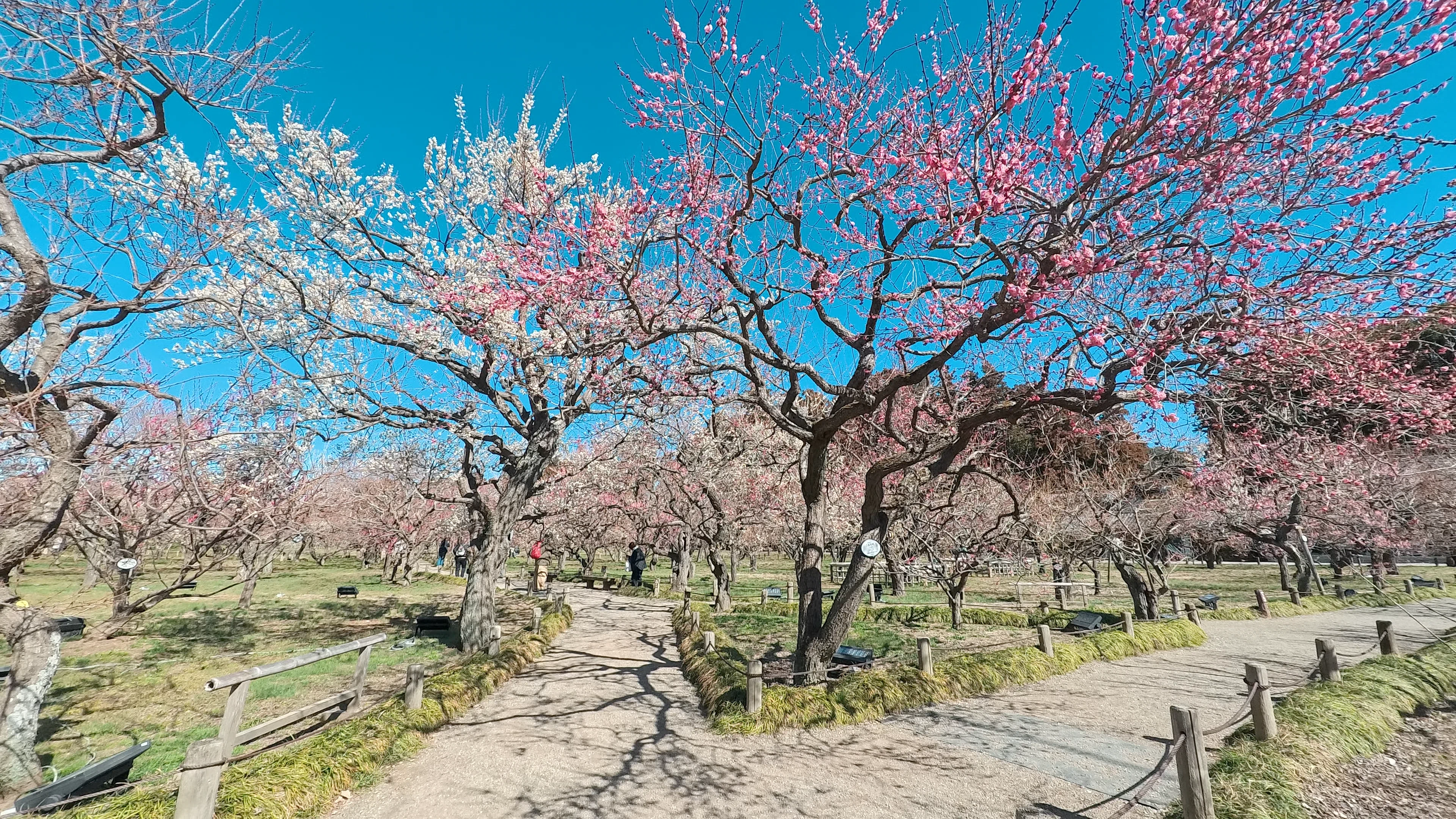 梅と三日月の風景高解像度写真　2Ｌ判4枚　と　Ｌ判写真4枚　8枚セート 水戸 偕楽園の梅林を撮影【Insta360 GO Ultra】8種類のカラー