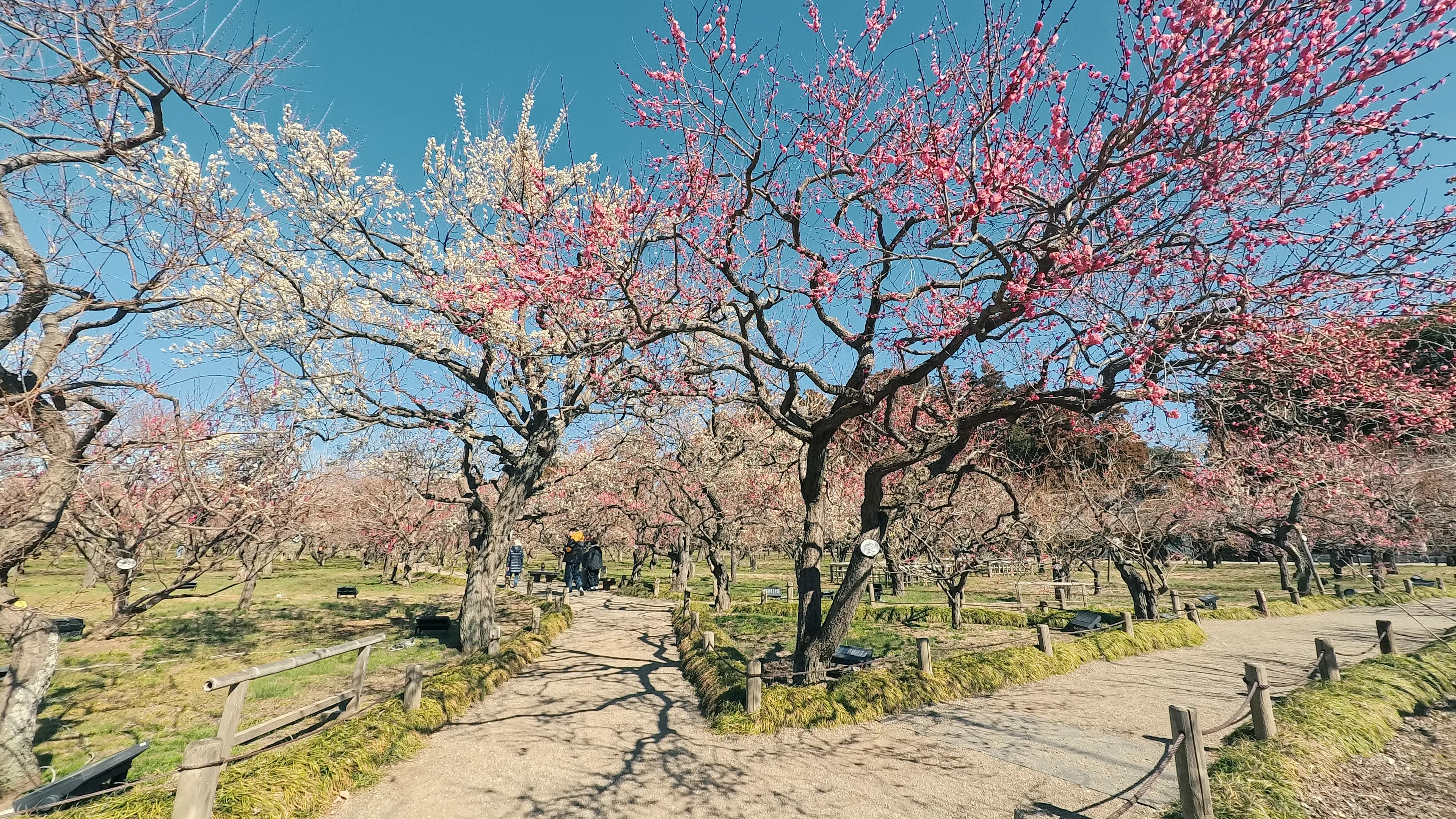 梅と三日月の風景高解像度写真　2Ｌ判写真　4枚　セート 水戸 偕楽園の梅林を撮影【Insta360 GO Ultra】8種類のカラー