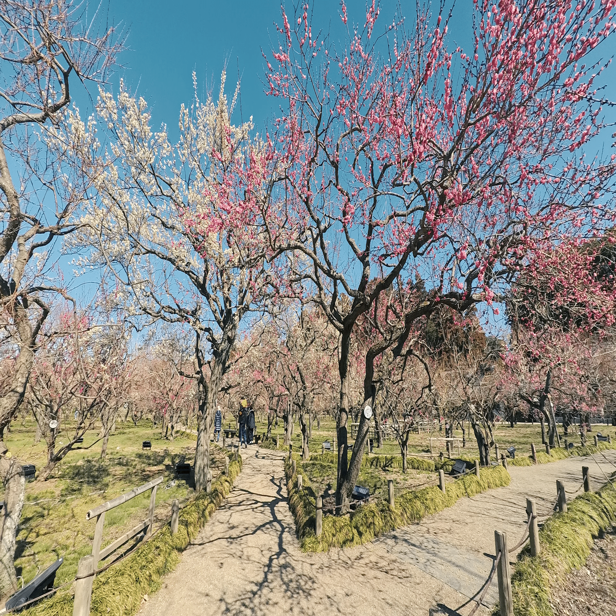 Insta360 GO Ultra】8種類のカラーフィルターの比較レビュー /水戸 偕