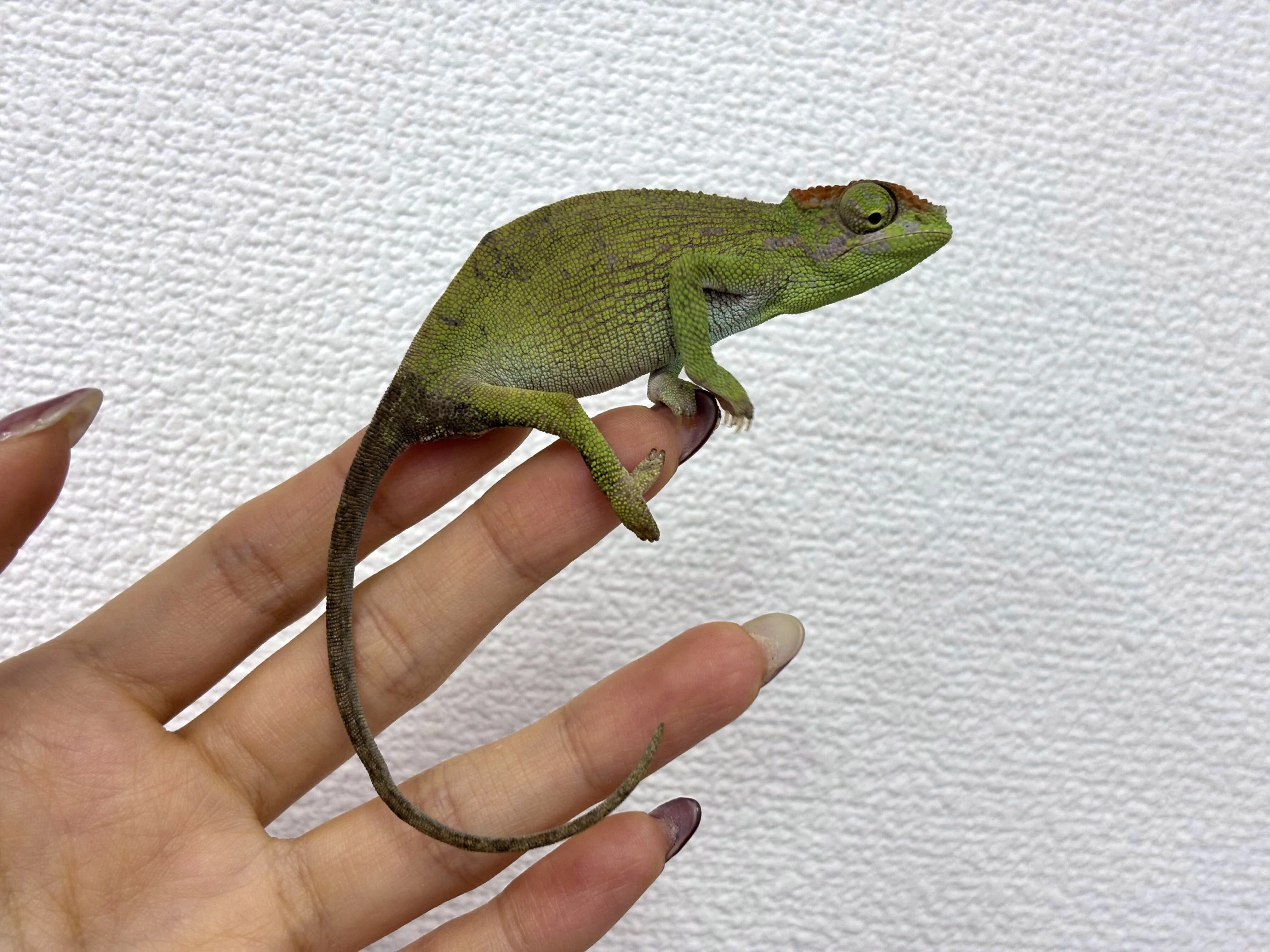 🆕 新入荷情報 (2026/02/27)｜CANDLE横浜店