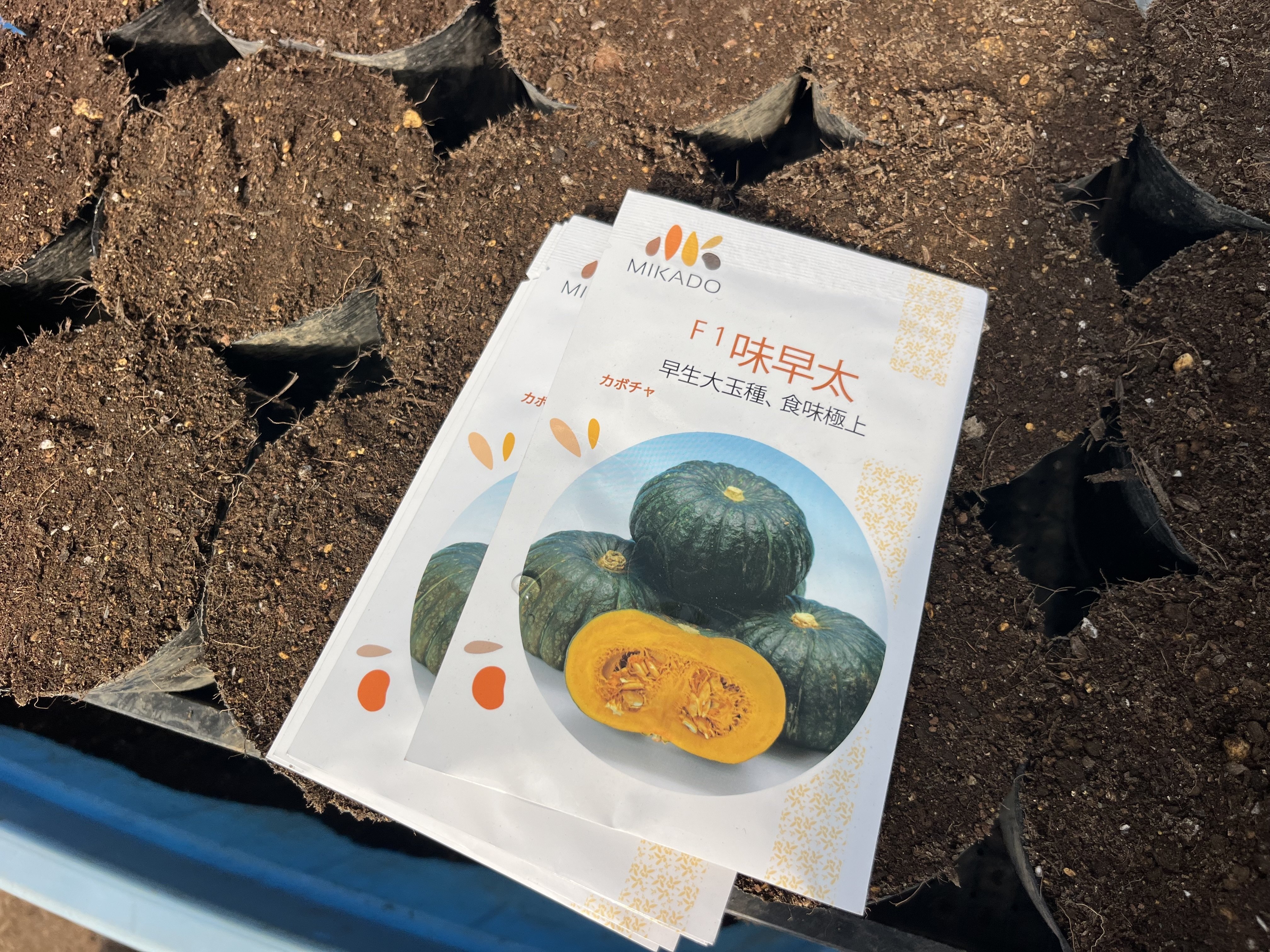 早生かぼちゃ、春ニンジン4番手の播種~26/02/10｜オーガニックファーム