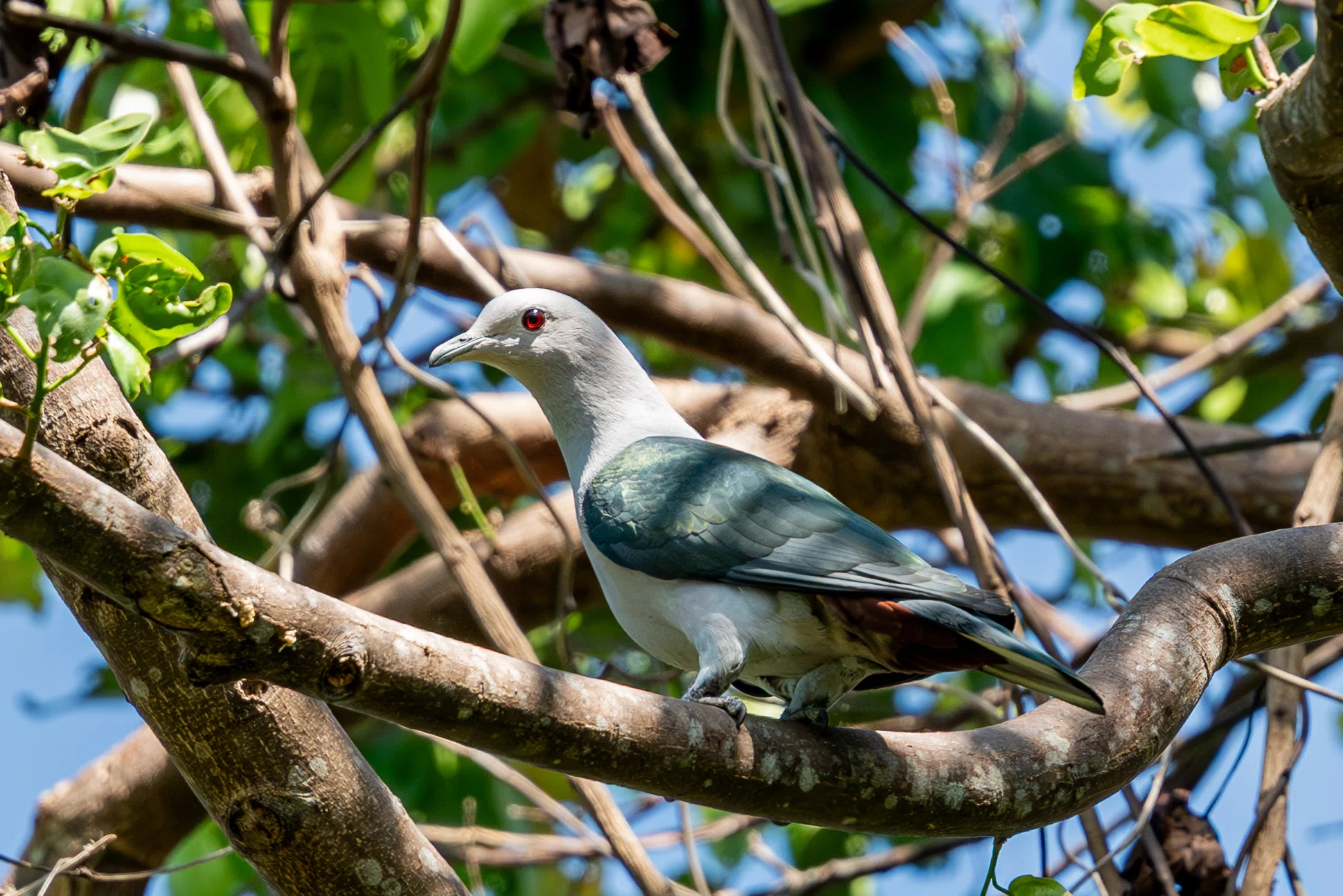 フィリピン ルソン島で鳥を観る（前編）｜mountori