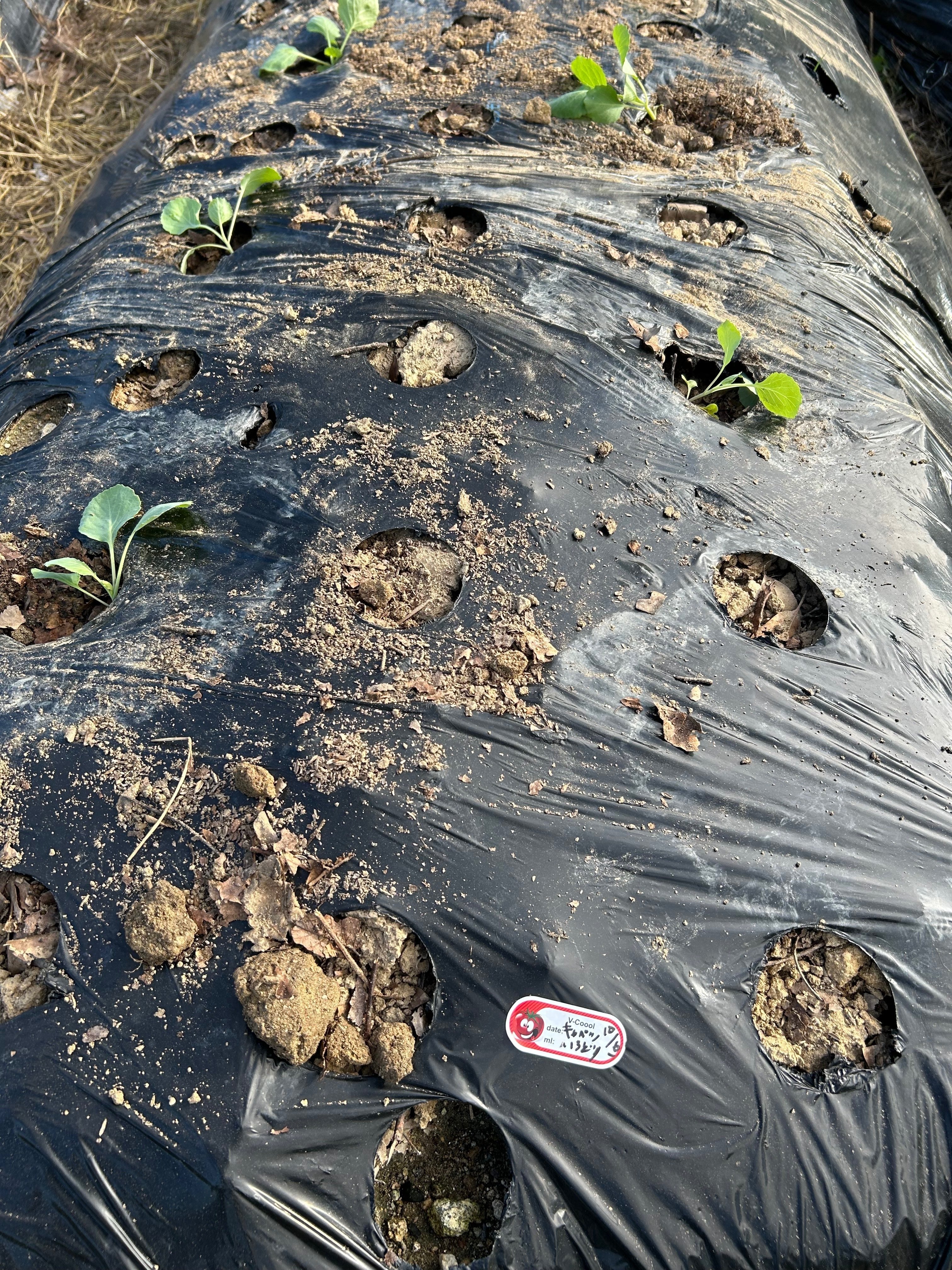 菌ちゃん畝の重しを降ろす、いよいよ定植へ｜のぐべじ～noguvege～