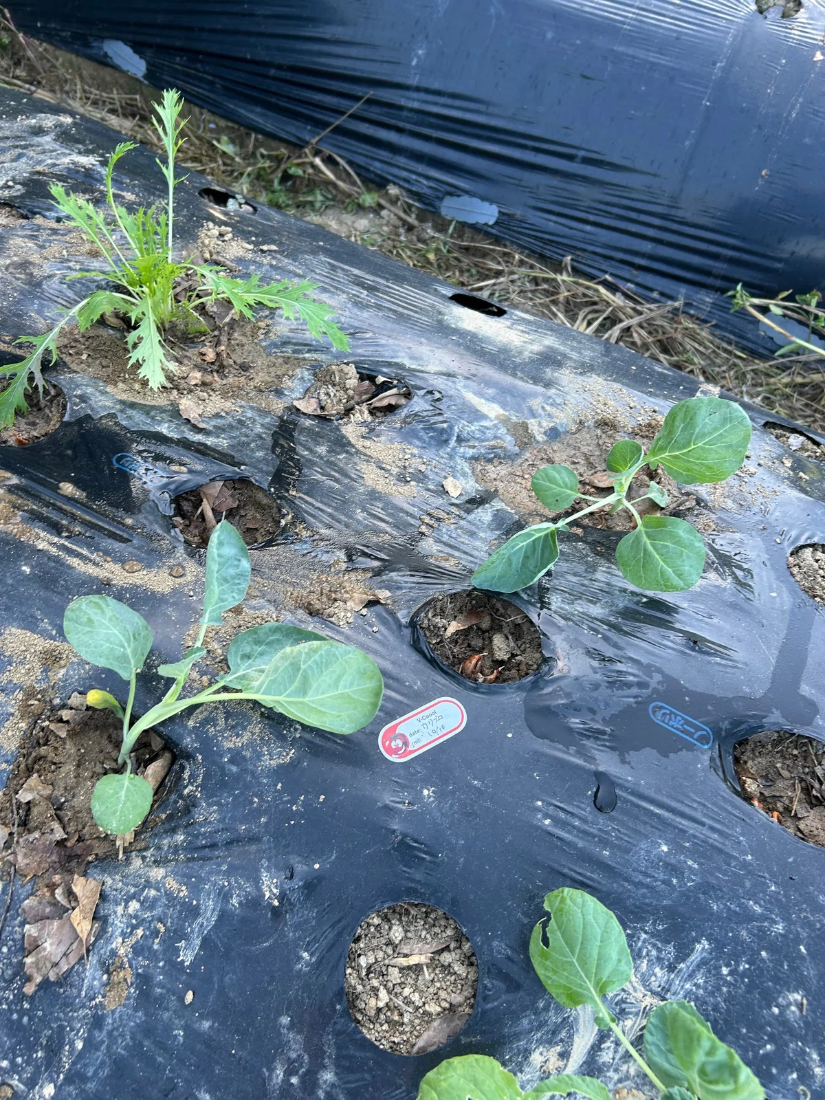 定植その②|のぐべじ~noguvege~