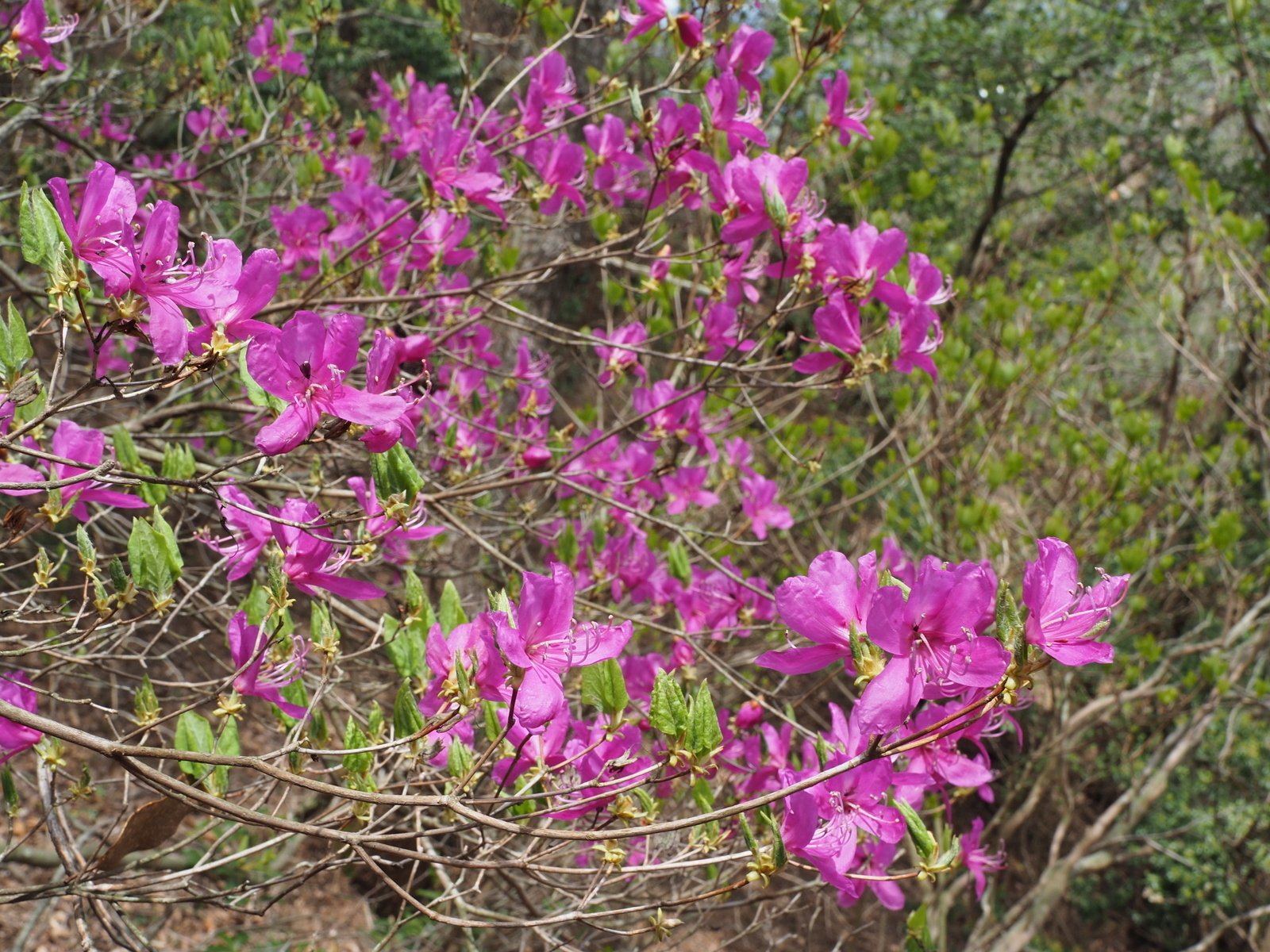 257．滋賀県のミツバツツジ｜sasayan