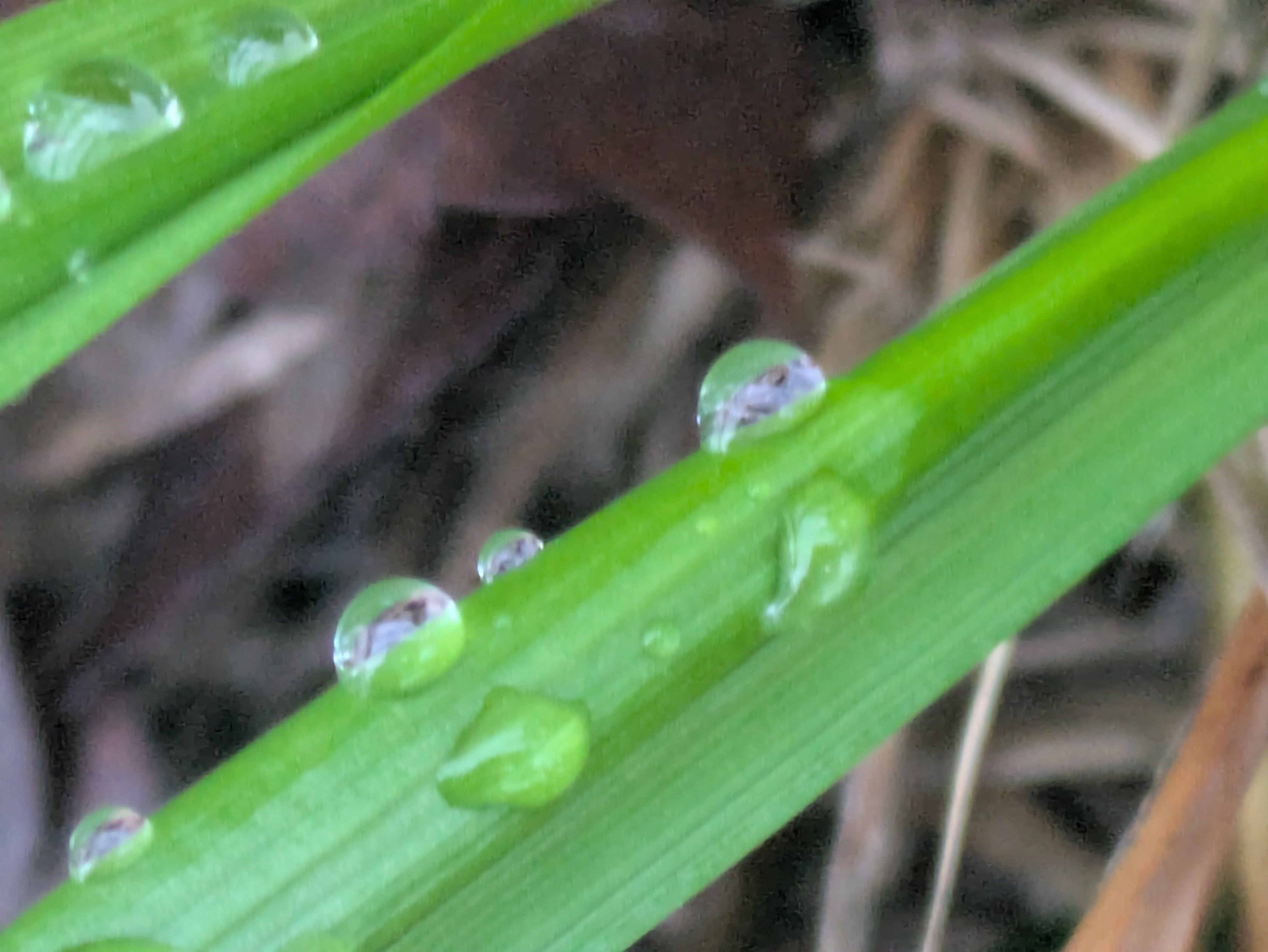 今朝の水滴｜ichiro70