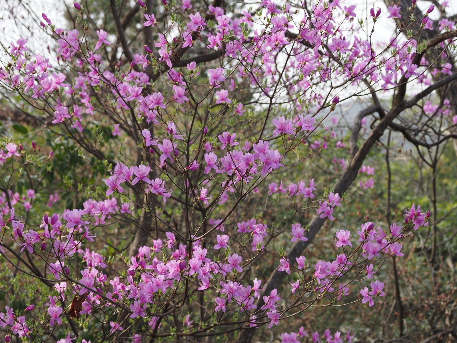 257．滋賀県のミツバツツジ｜sasayan