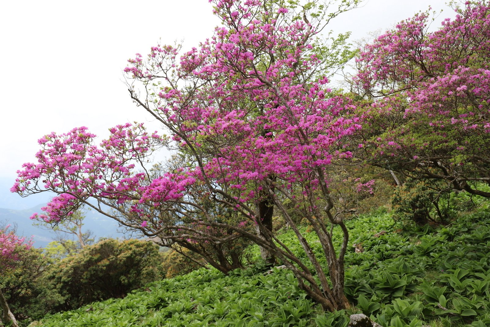 259．市房山の3種のツツジ｜sasayan