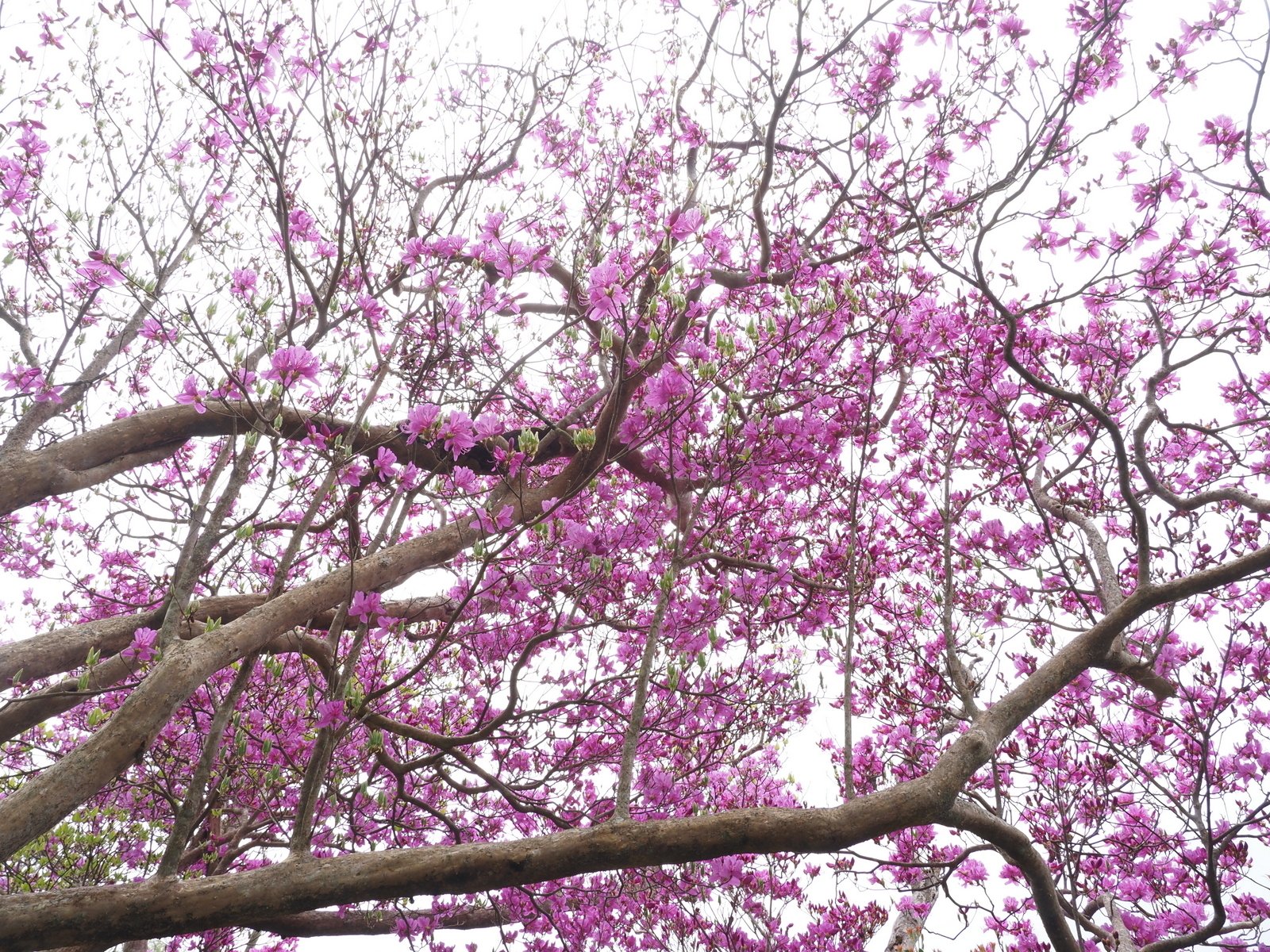 259．市房山の3種のツツジ｜sasayan