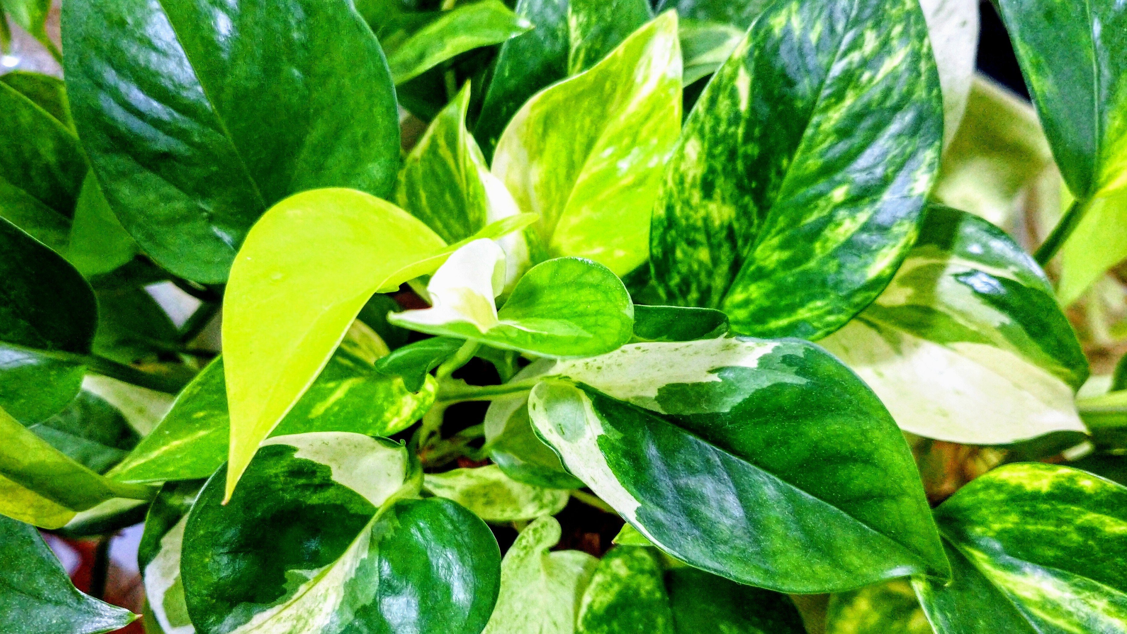 ポトスの色々寄せ植え｜南の島