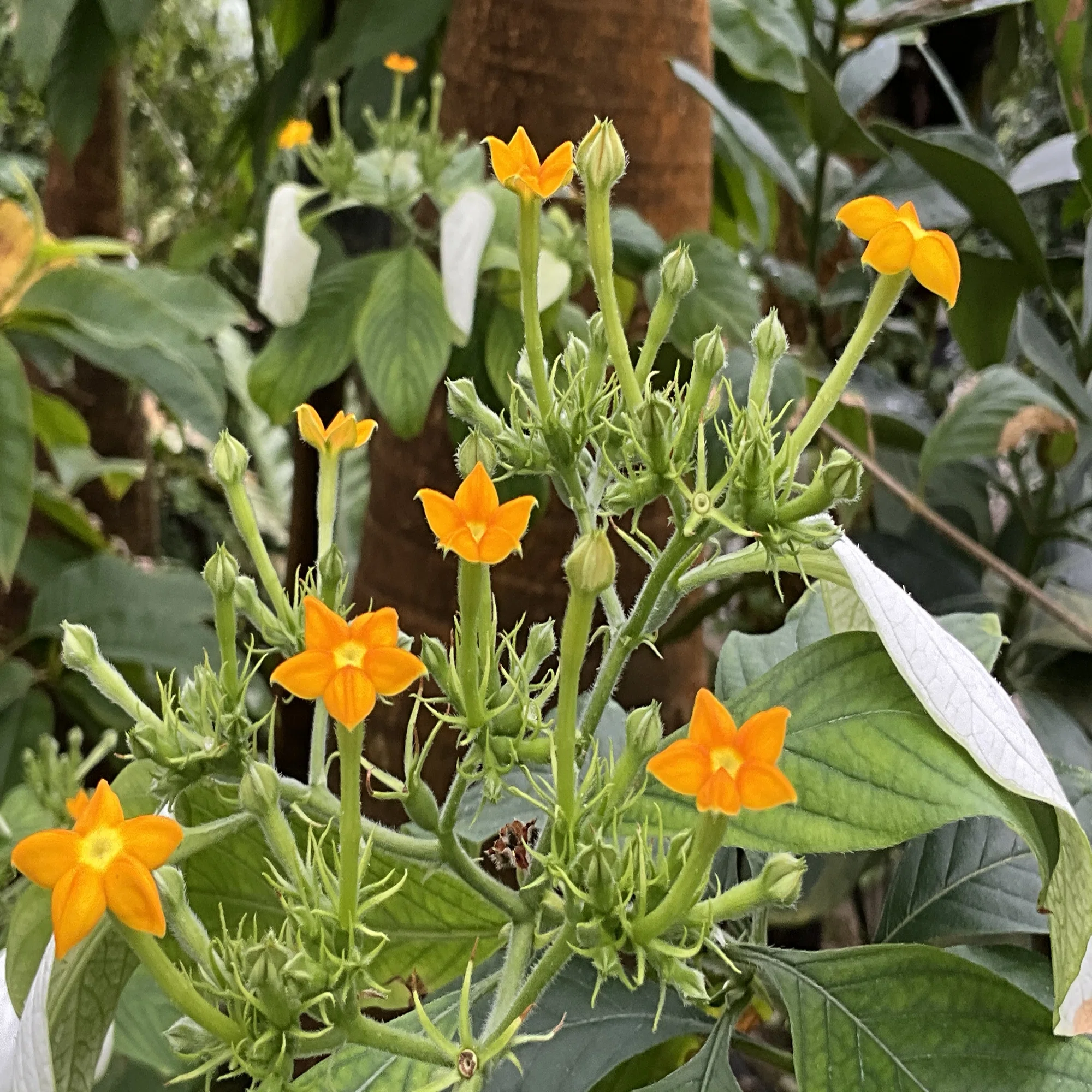 ケコンロンカ（京都府立植物園）：2026年3月1日（日）｜藤井秀昭 