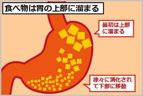 食後に寝る向きは「左が下」～社会人の新常識～｜インナーマッスル腹筋でシェイプアップ!!事務局