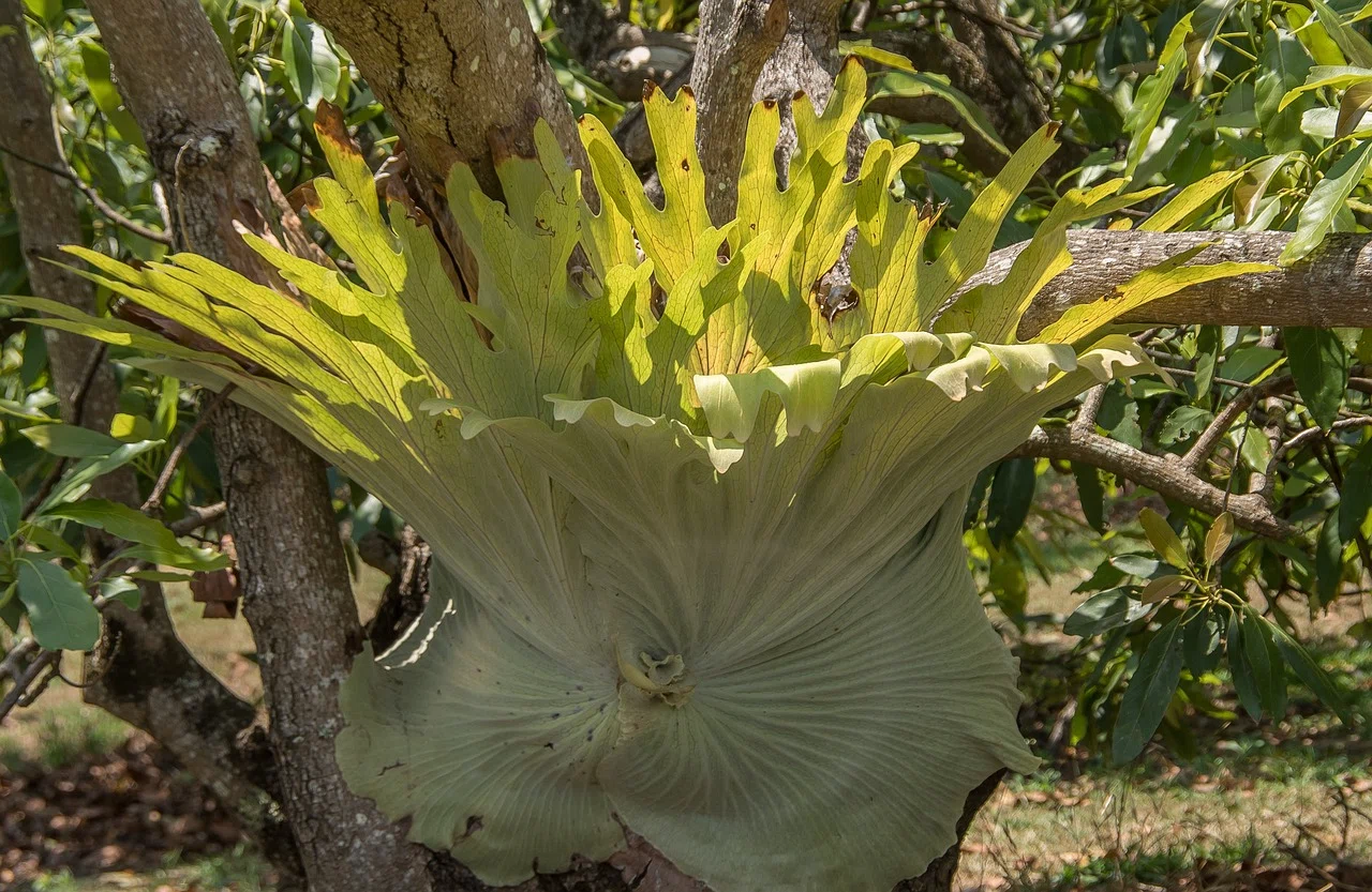 着生植物】ビカクシダってどんな植物なの？初心者が失敗しないで育てる