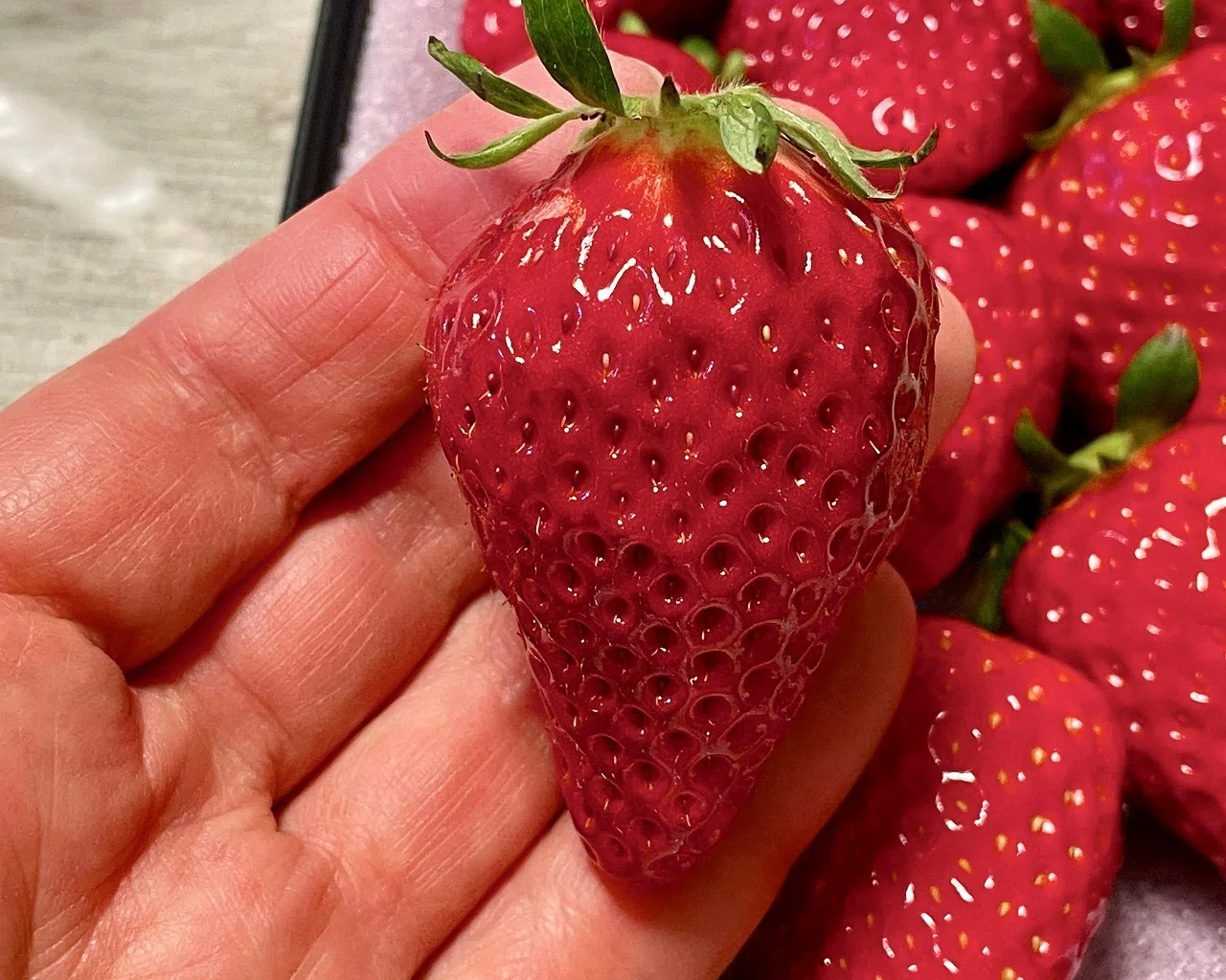 全国いちご選手権入賞「かなこまち」を実食｜AISO FARMさんの実力