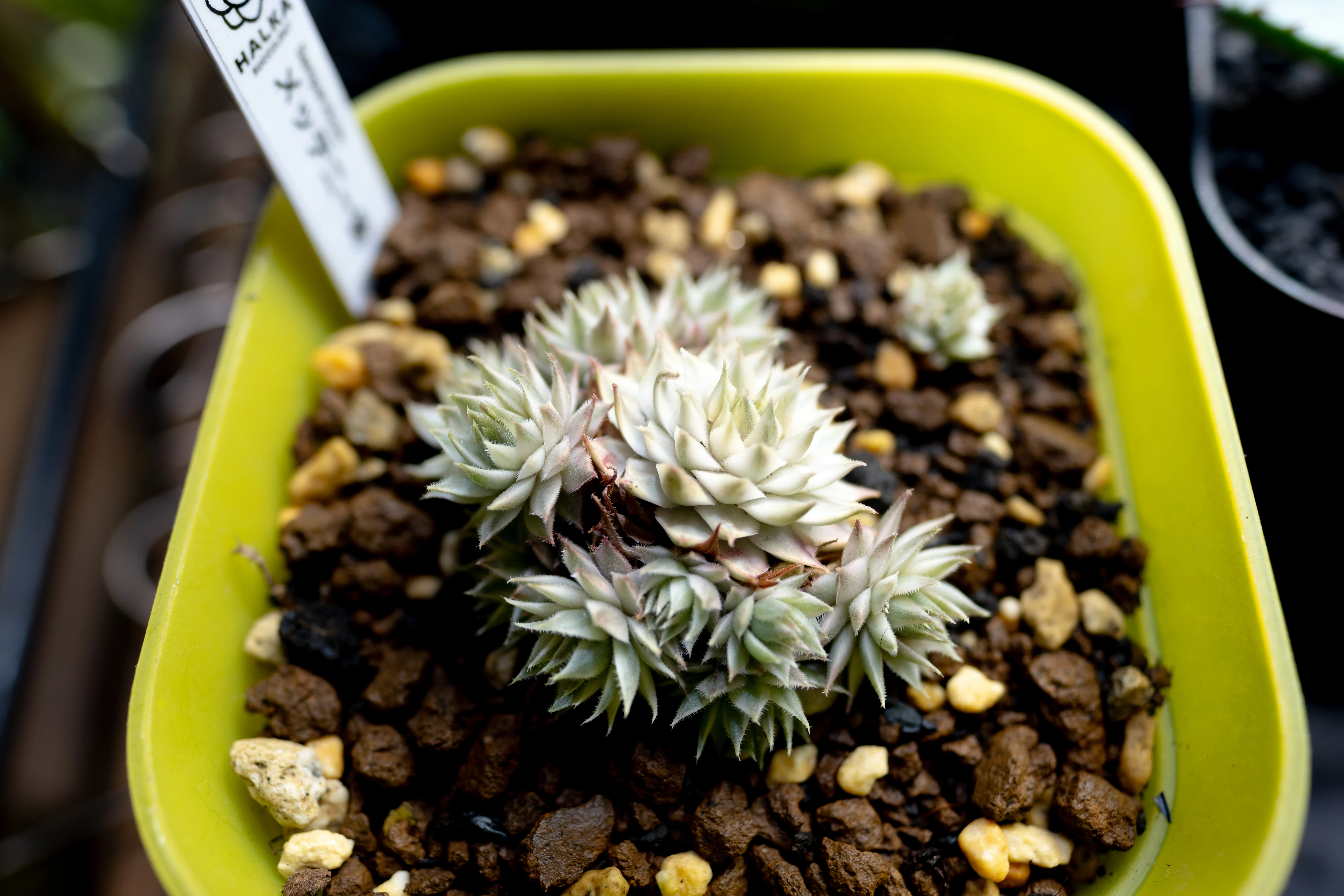植物紹介】センペルビウム メッテニー錦｜はる