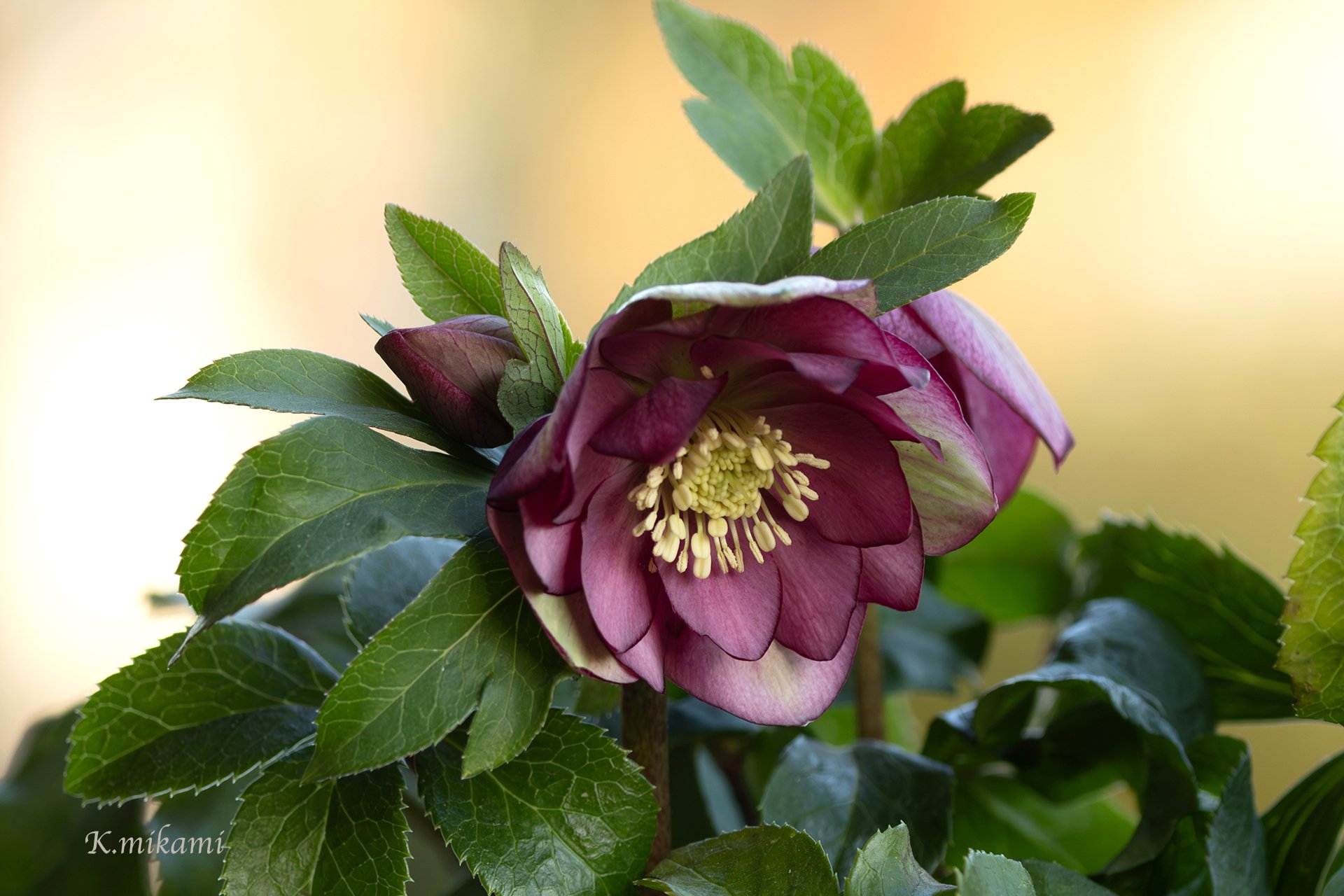 2年目のクリスマスローズ｜kozakura