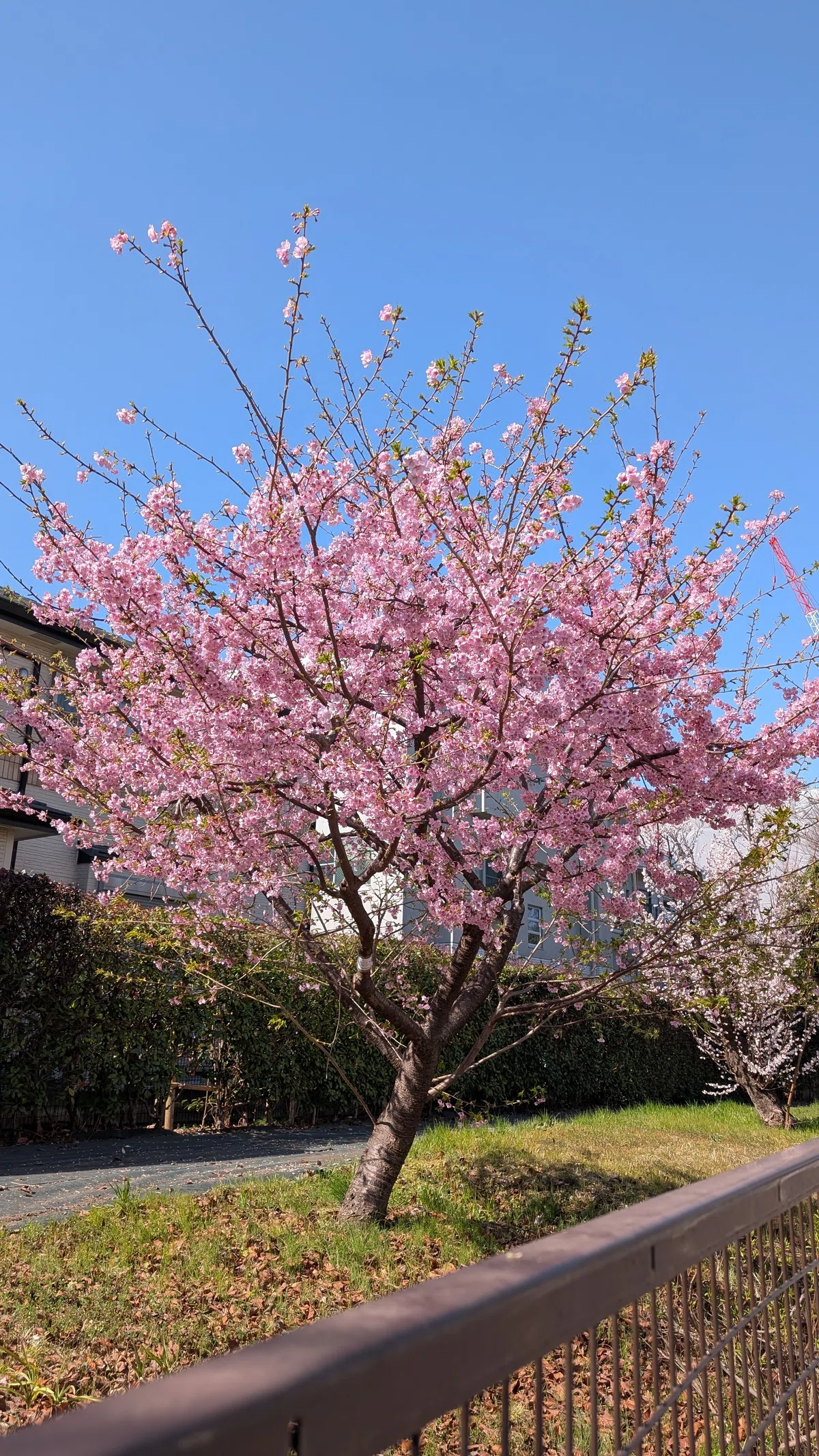 梅の花散る 人の命も (2026年初春)|コーノヒロ