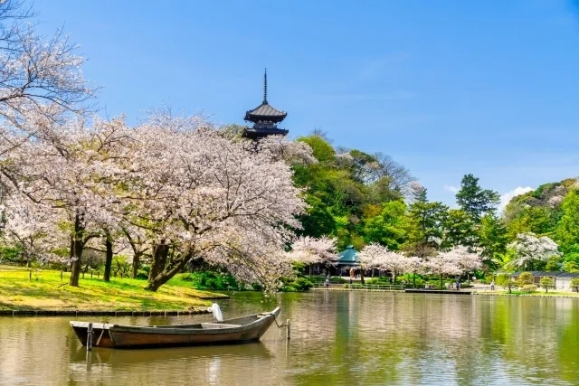 油絵 風景画 神奈川三渓園の枝垂桜【4月】P10 2026年最新】 60代からの「神奈川・桜名所5選」 第1回 三渓園(横浜