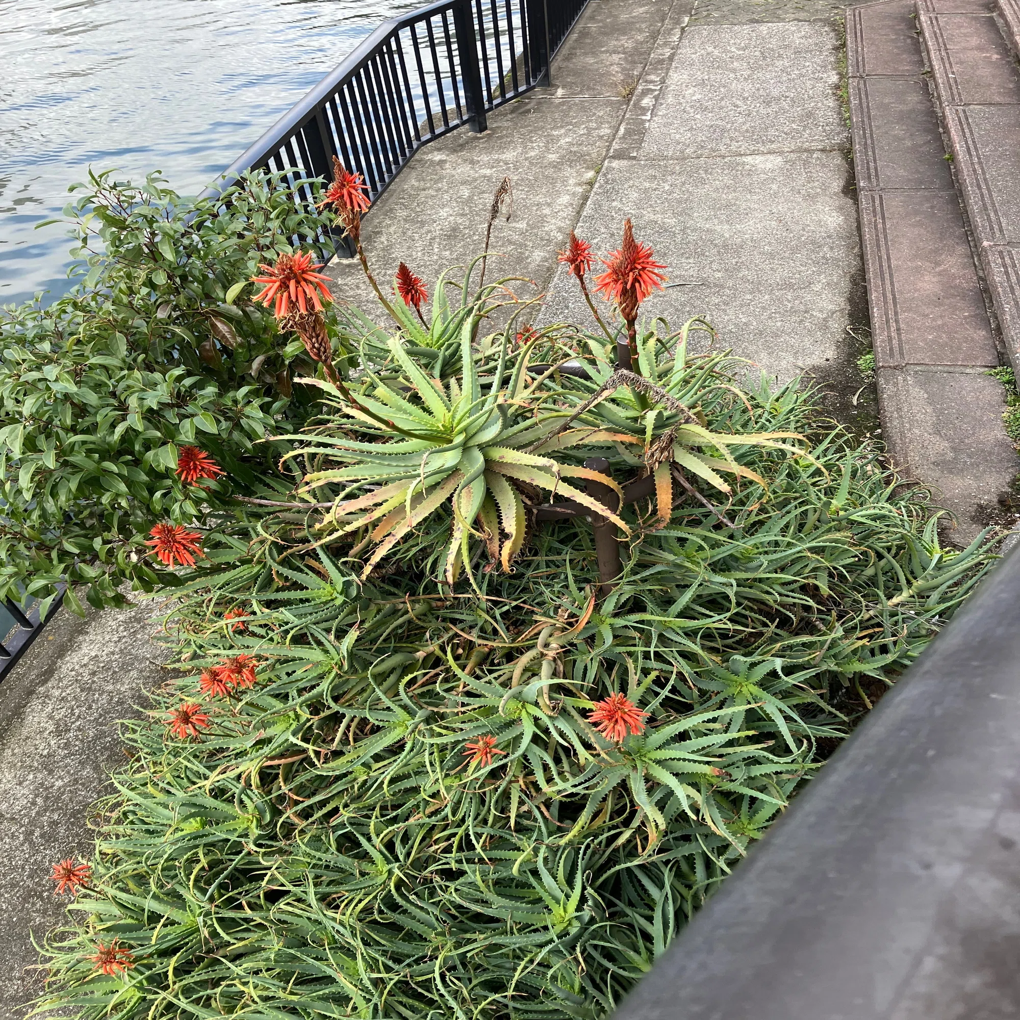 巨大アロエの花｜弘せりえ