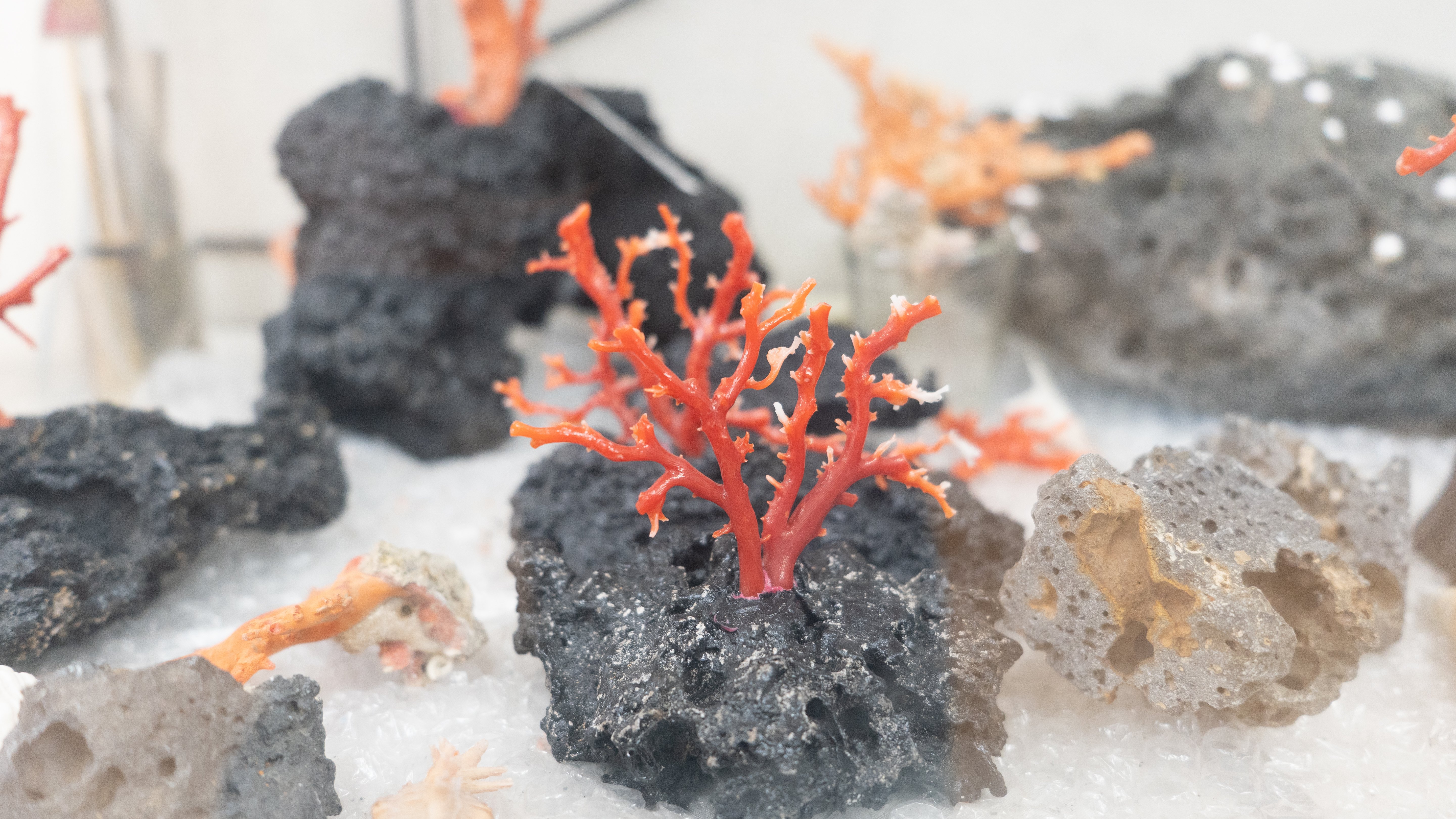 一番身近で一番遠い、日本産の「珊瑚」の話｜MOEMI SUGIMURA