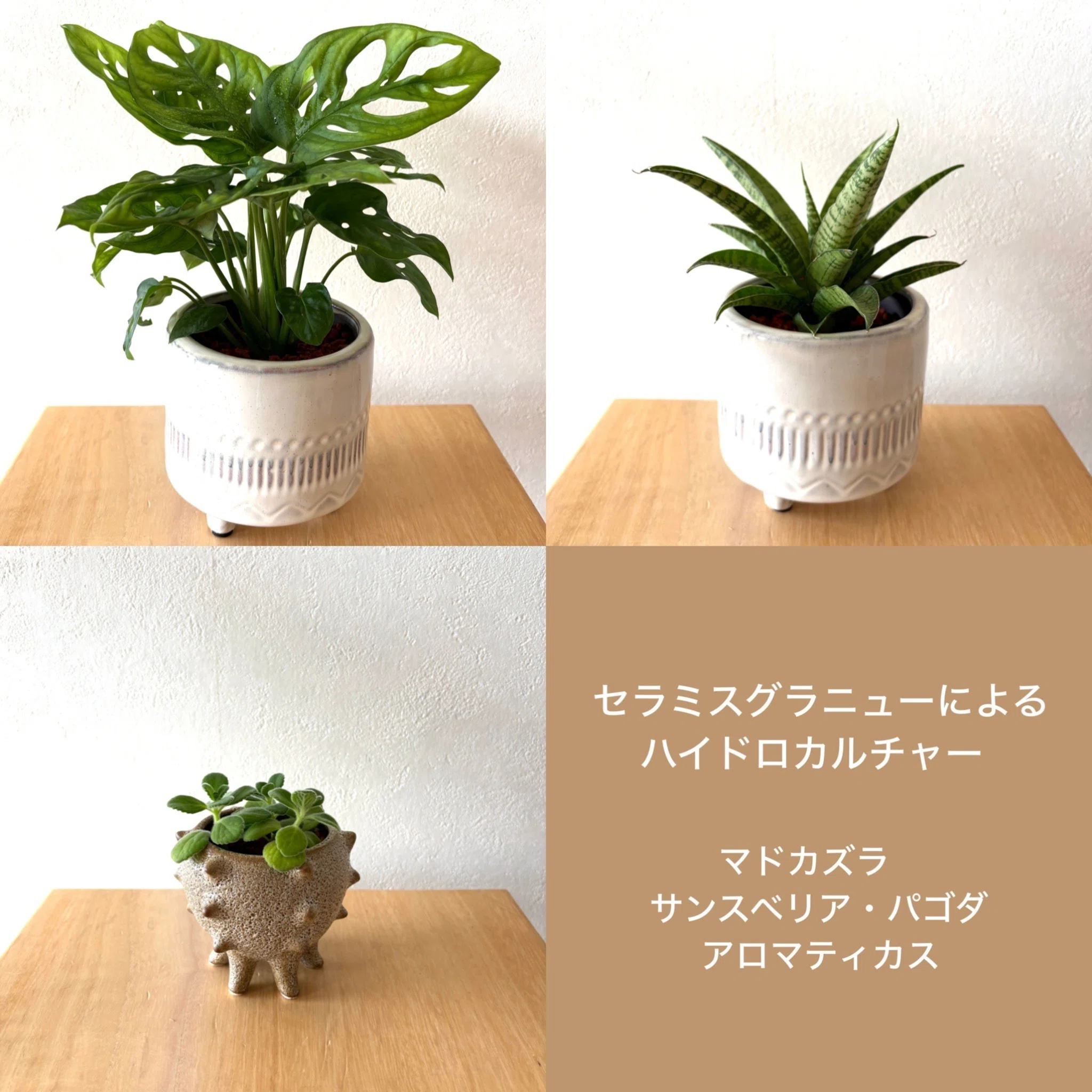 ハイドロボールじゃなくてセラミスで水を貯めないハイドロカルチャーし