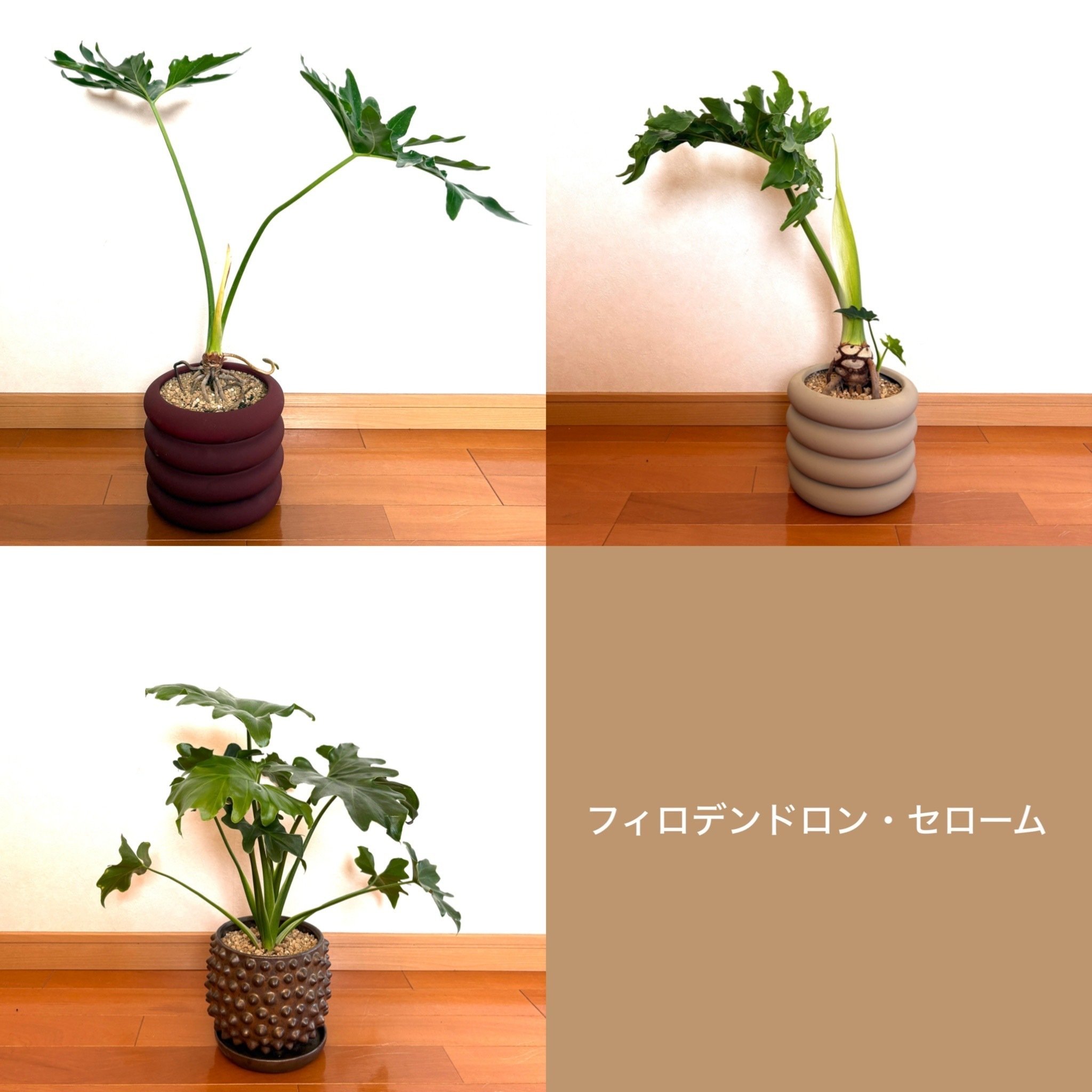 春の植（物）欲倍増の末に迎えたセロームたち｜ドラゴン・スー
