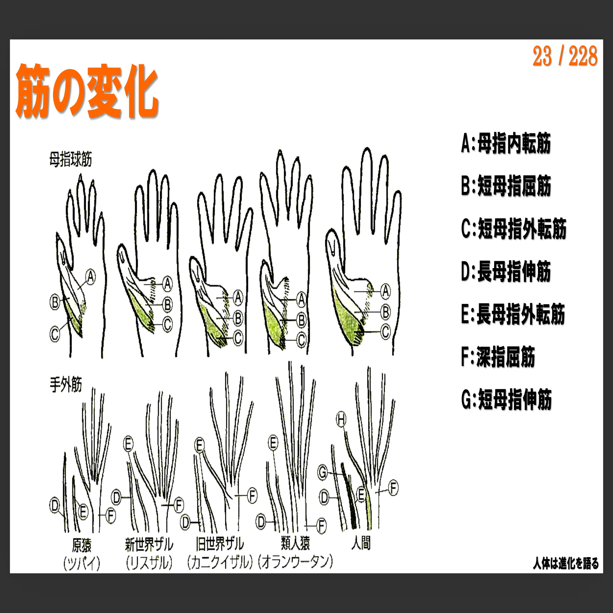有料動画】手関節の解剖/生理/運動学｜Conditioning Room-S