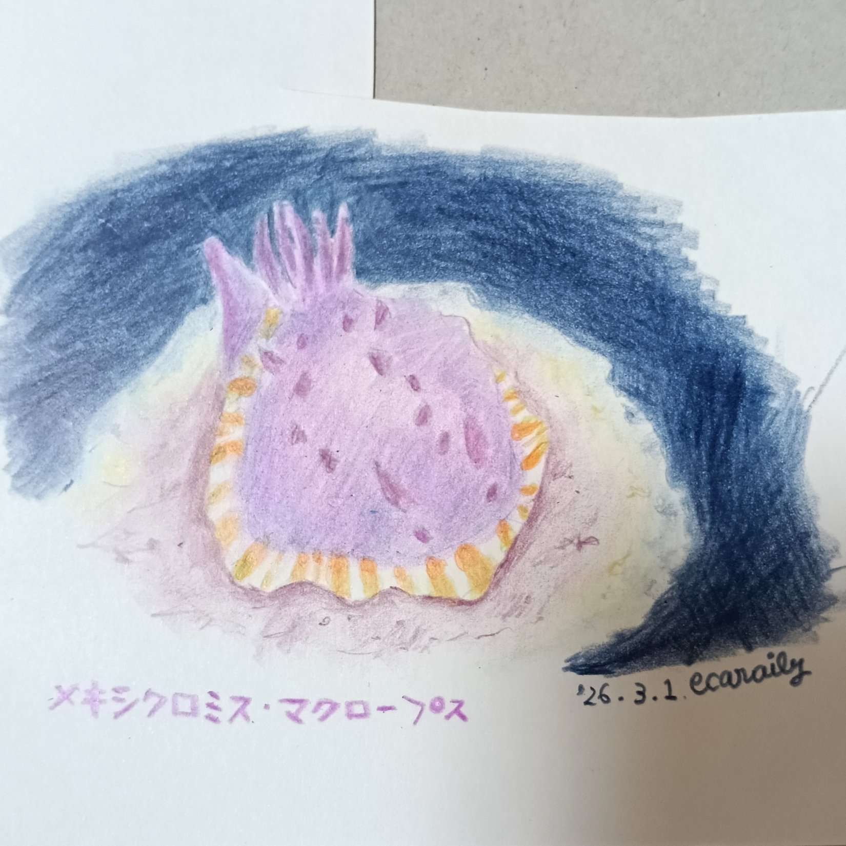 色鉛筆画0301｜エカレエリ@詩-絵-自主制作