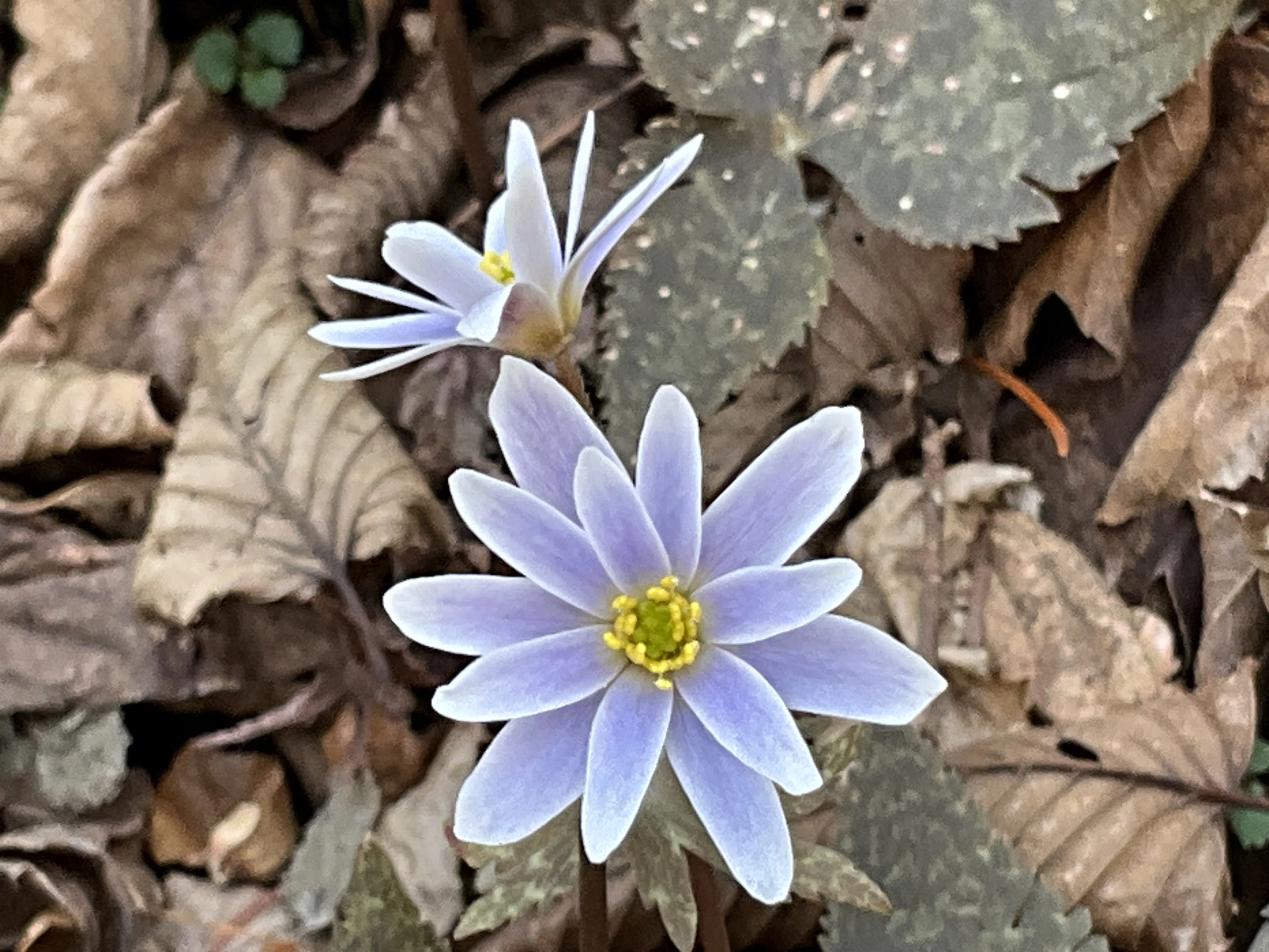 ユキワリイチゲの季節（京都府立植物園）：2026年2月23日（月）｜藤井