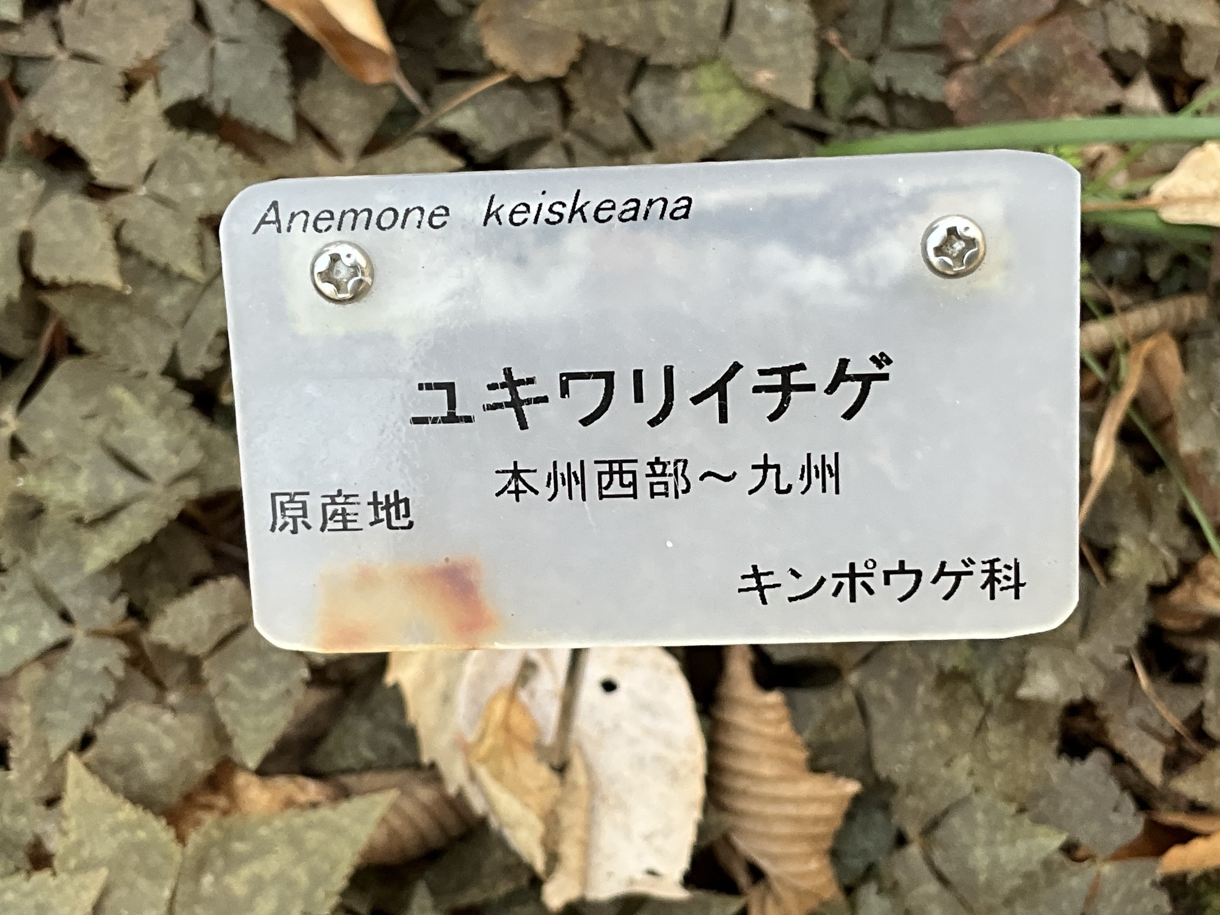 ユキワリイチゲの季節（京都府立植物園）：2026年2月23日（月）｜藤井