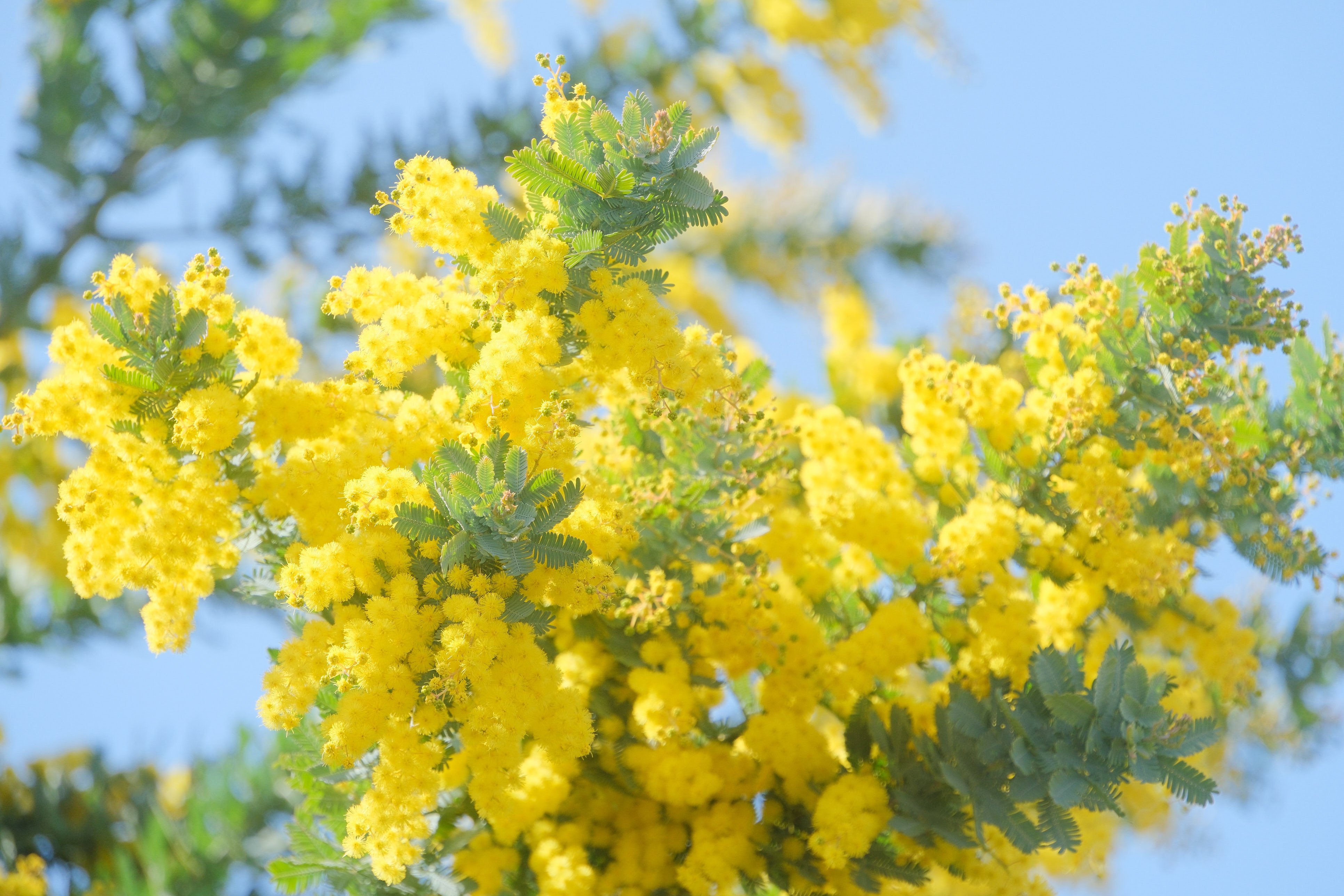 ミモザ（ X-T5 : Tamron 18-300mm F/3.5-6.3）｜シェル