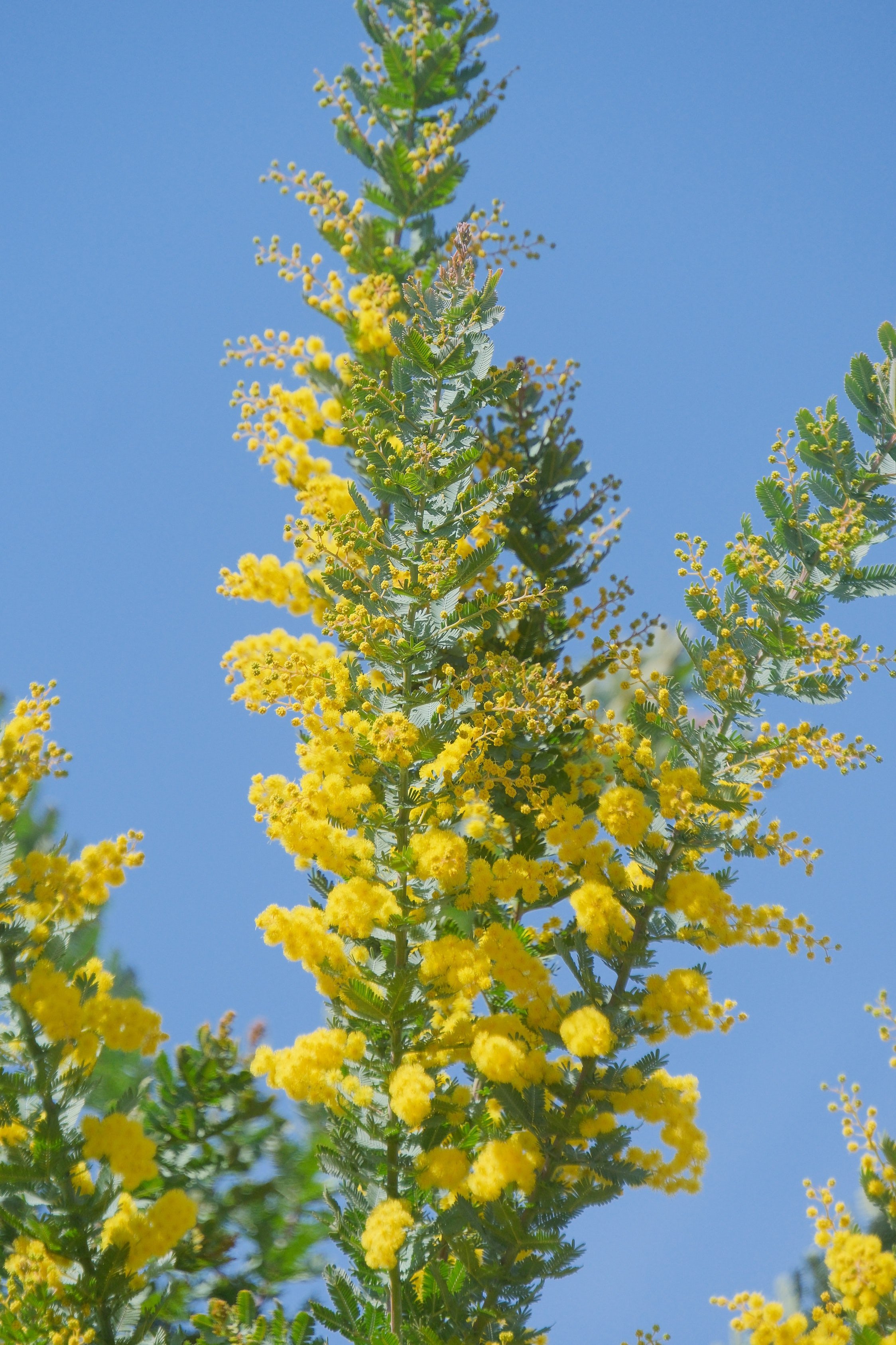 ミモザ（ X-T5 : Tamron 18-300mm F/3.5-6.3）｜シェル