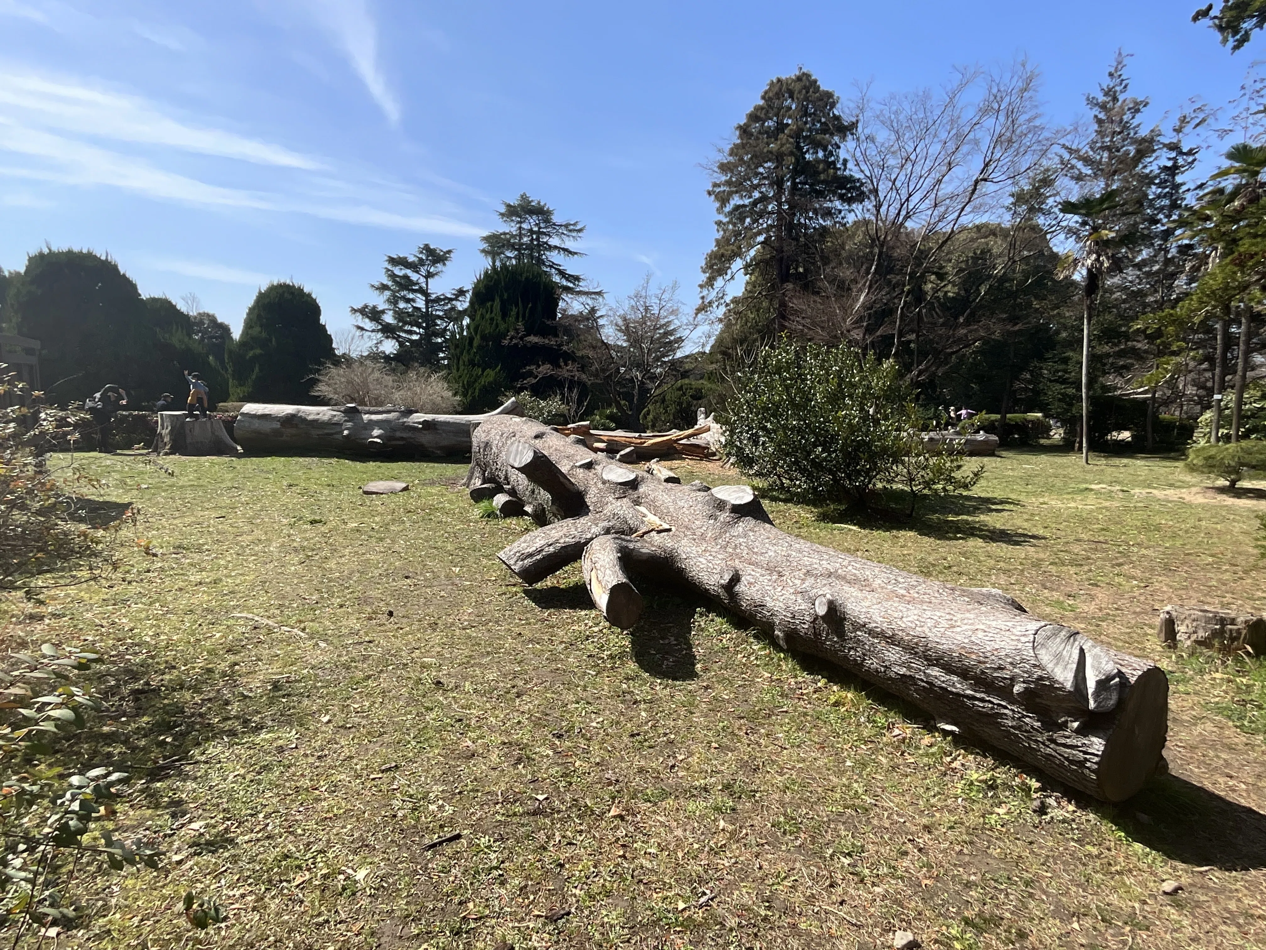 ヒマラヤスギ（京都府立植物園）No.115：2026年3月7日（土）｜藤井秀昭