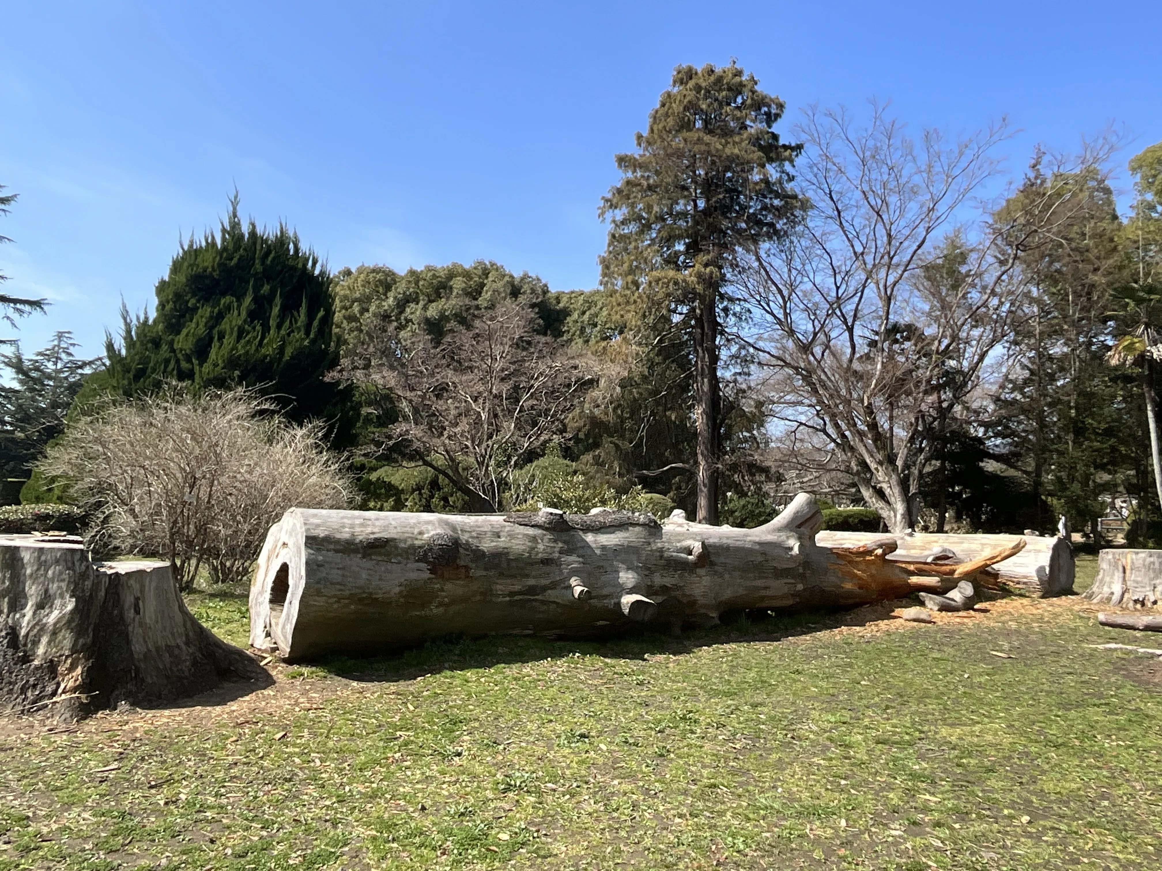 ヒマラヤスギ（京都府立植物園）No.115：2026年3月7日（土）｜藤井秀昭