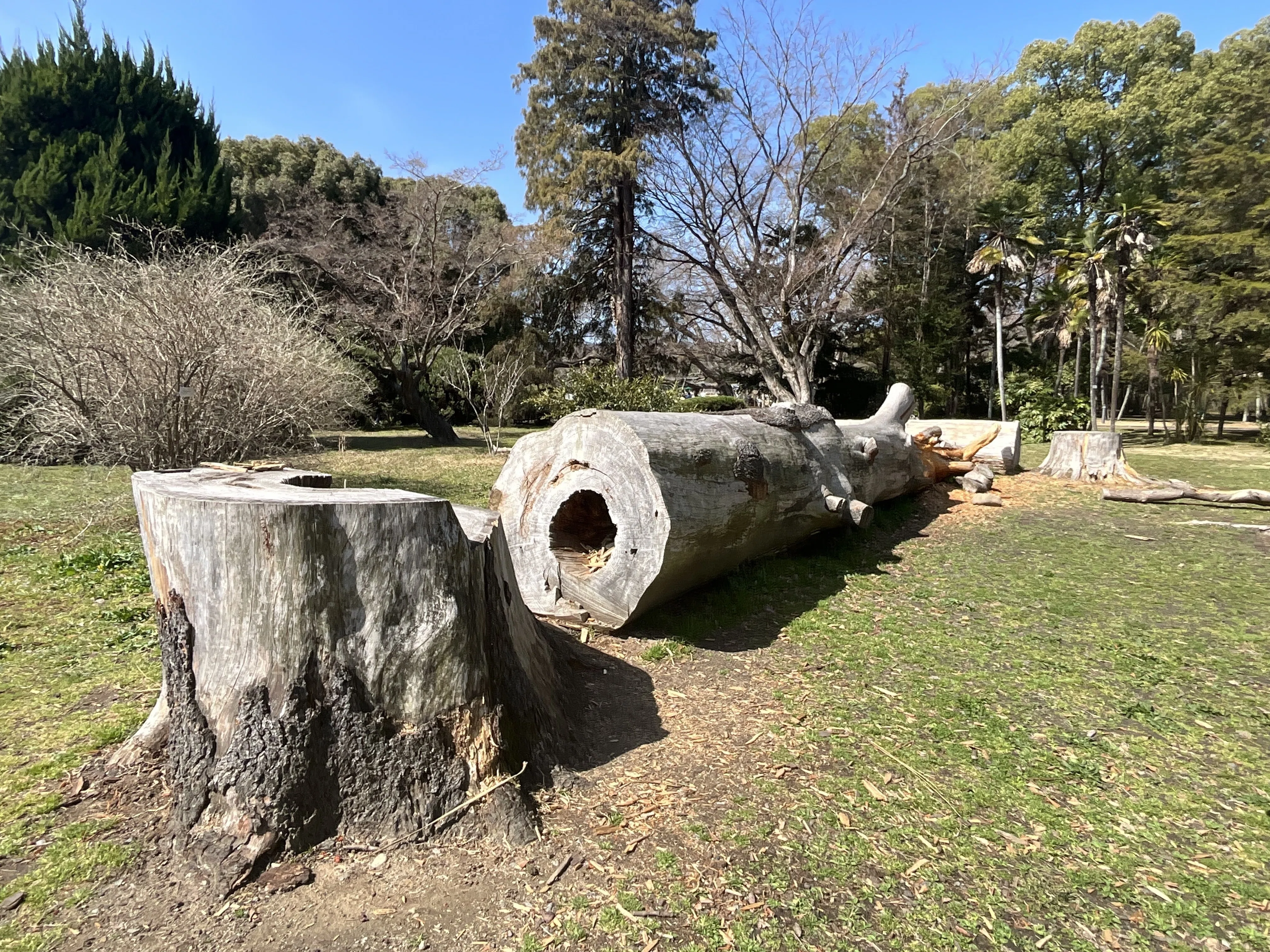 ヒマラヤスギ（京都府立植物園）No.115：2026年3月7日（土）｜藤井秀昭
