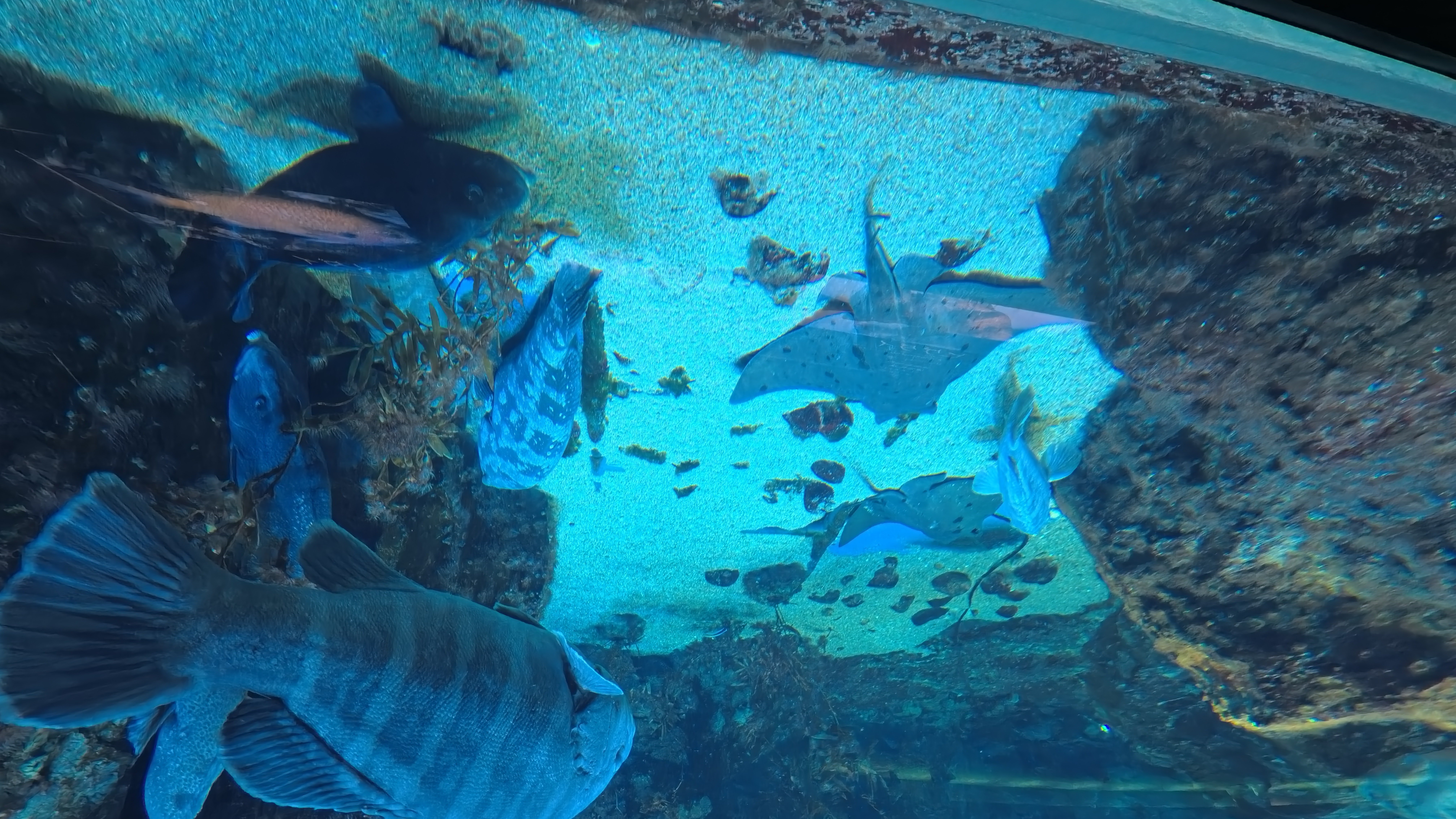 新潟市水族館 マリンピア日本海｜パイネコ