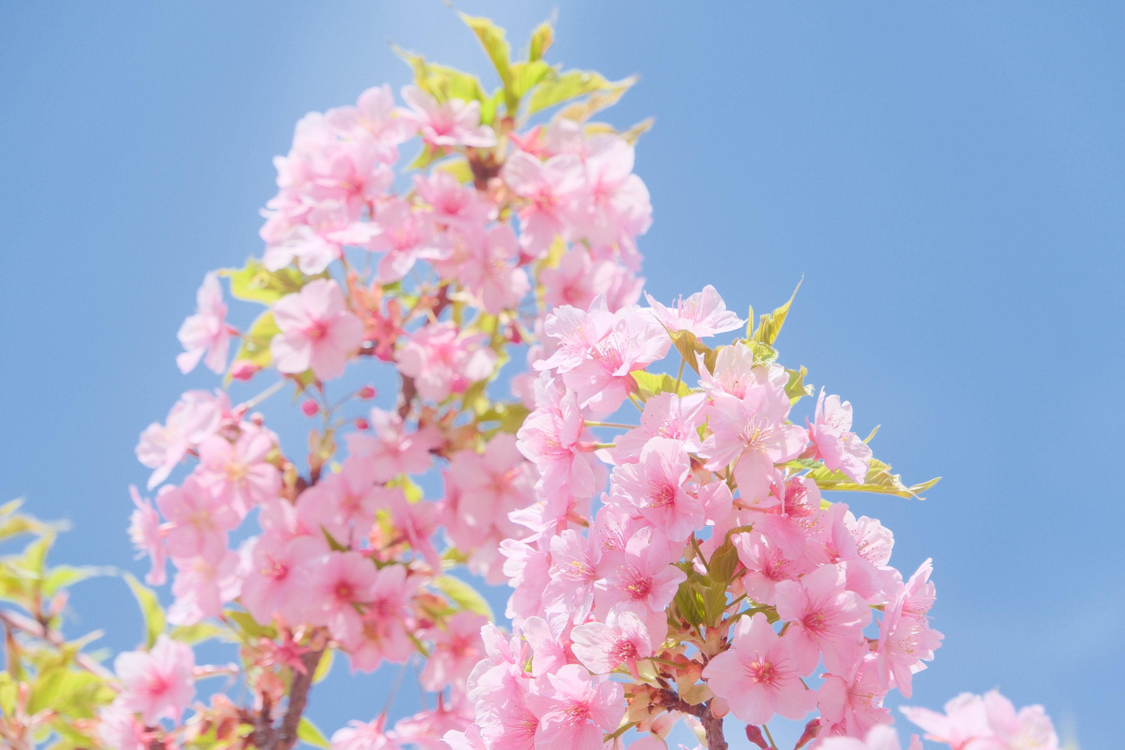 本気の河津桜（ X-T5 : Tamron 18-300mm F/3.5-6.3）｜シェル