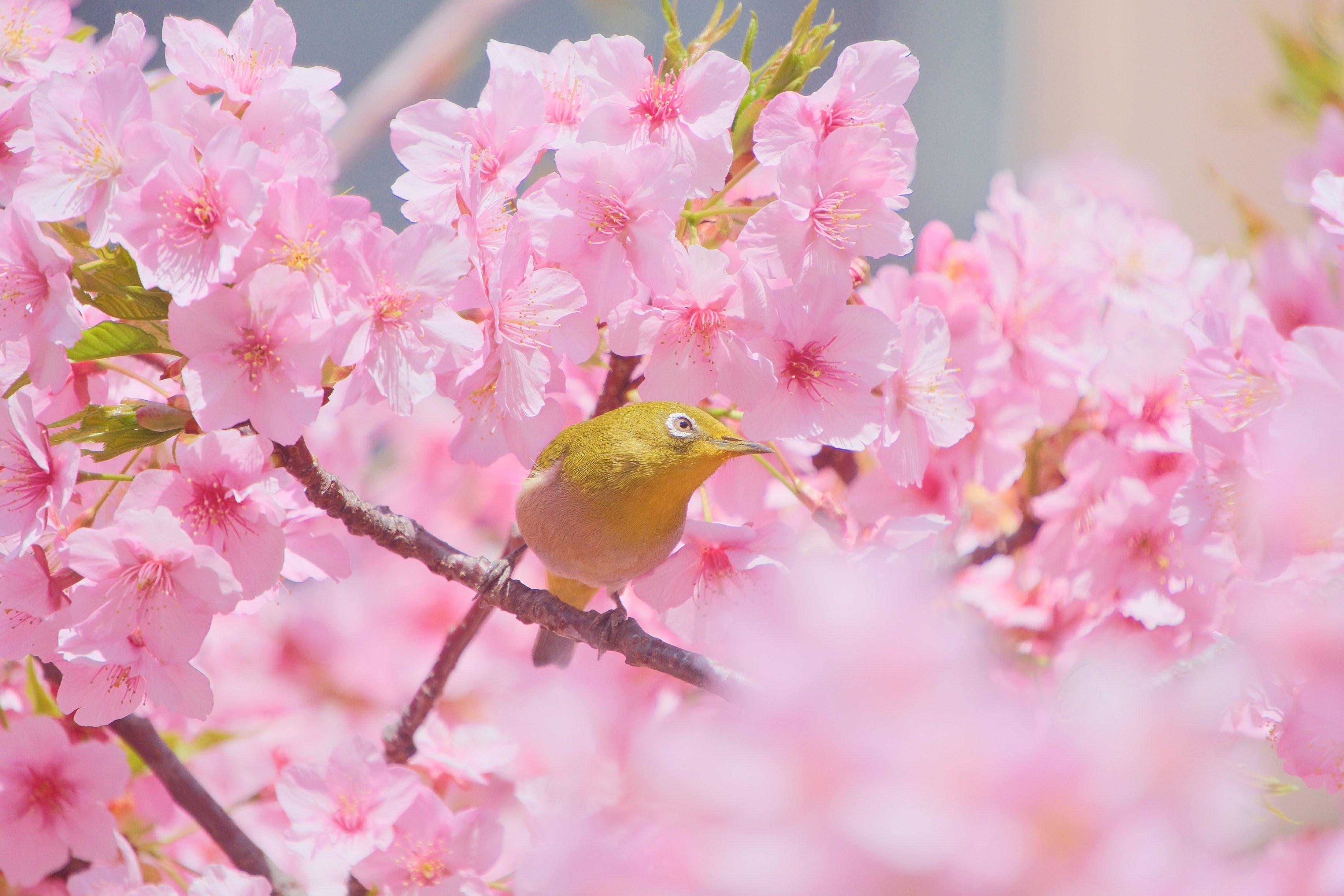 本気の河津桜（ X-T5 : Tamron 18-300mm F/3.5-6.3）｜シェル