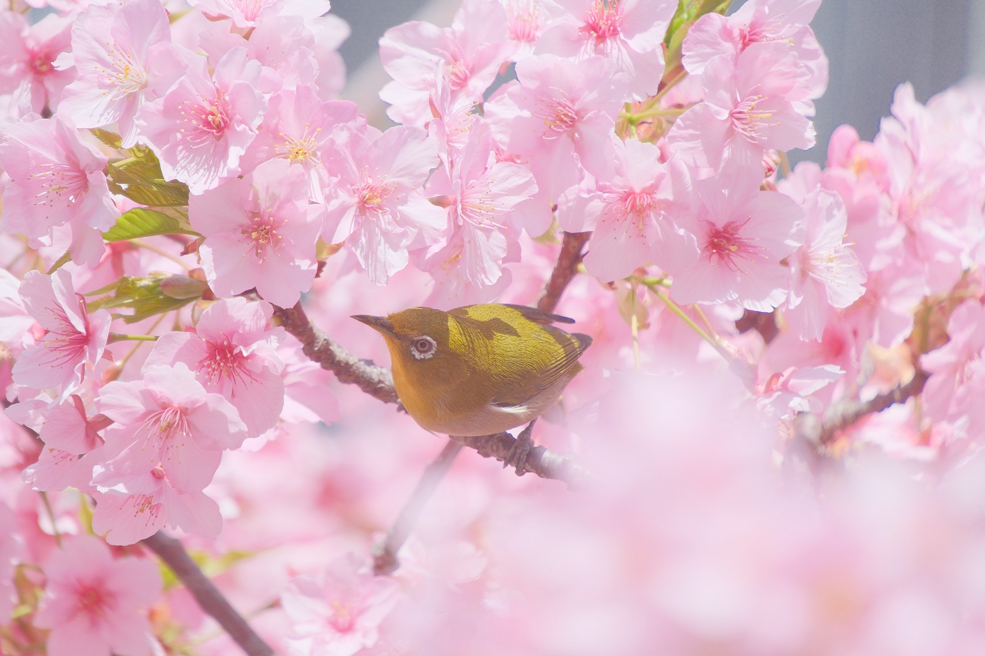 本気の河津桜（ X-T5 : Tamron 18-300mm F/3.5-6.3）｜シェル
