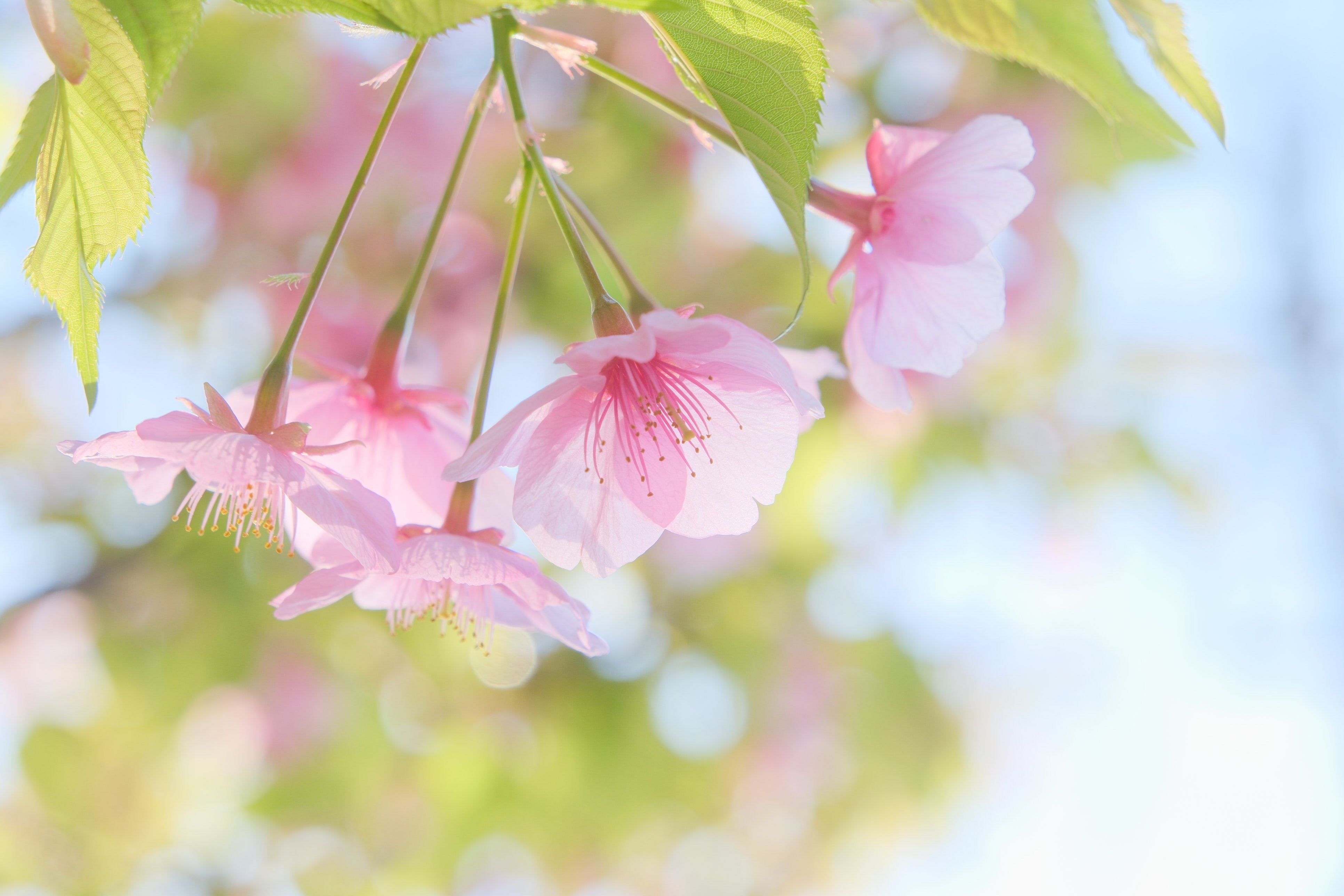 本気の河津桜（ X-T5 : Tamron 18-300mm F/3.5-6.3）｜シェル
