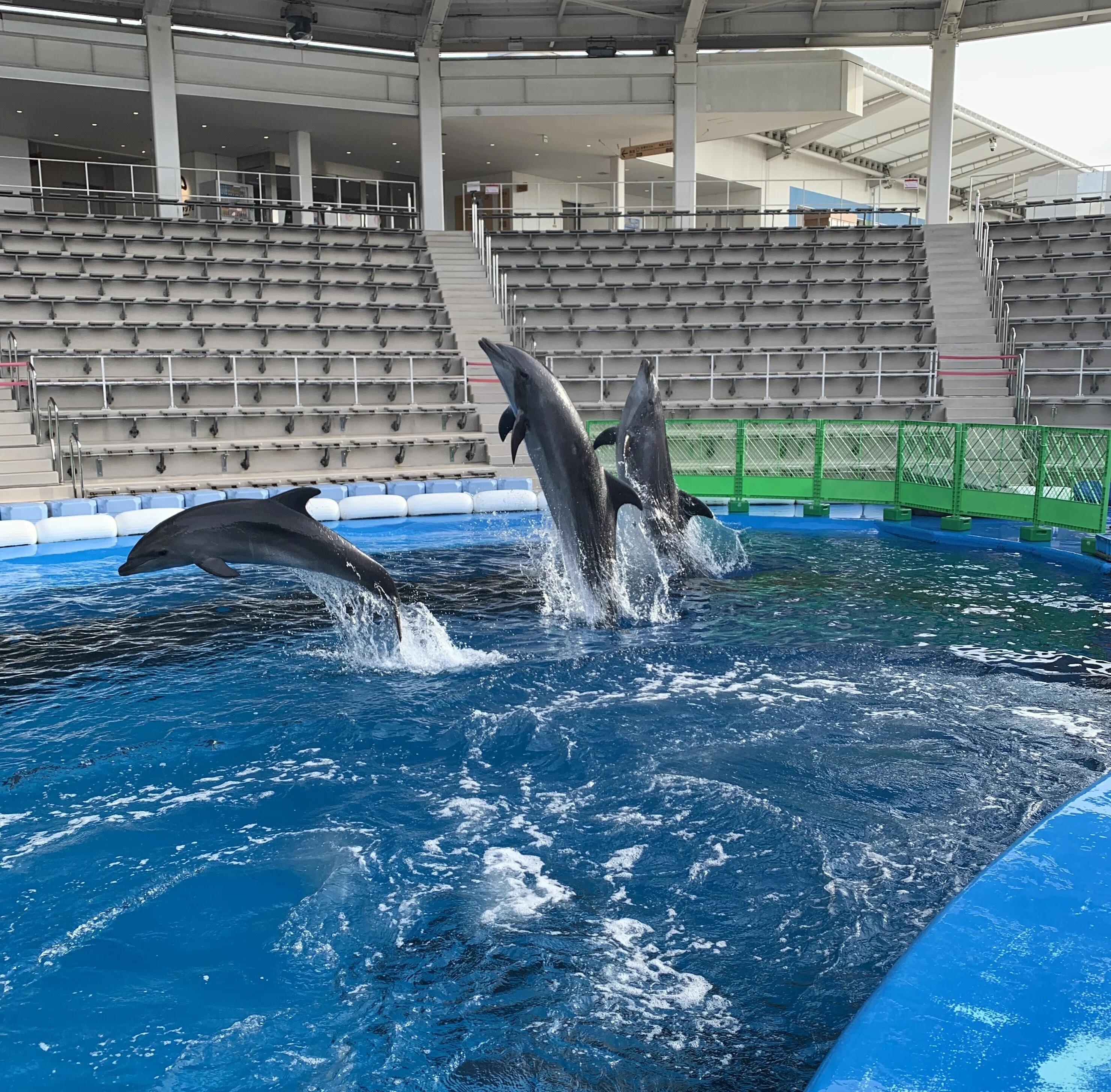 バンドウイルカ赤ちゃん「エル」成長記録｜仙台うみの杜水族館