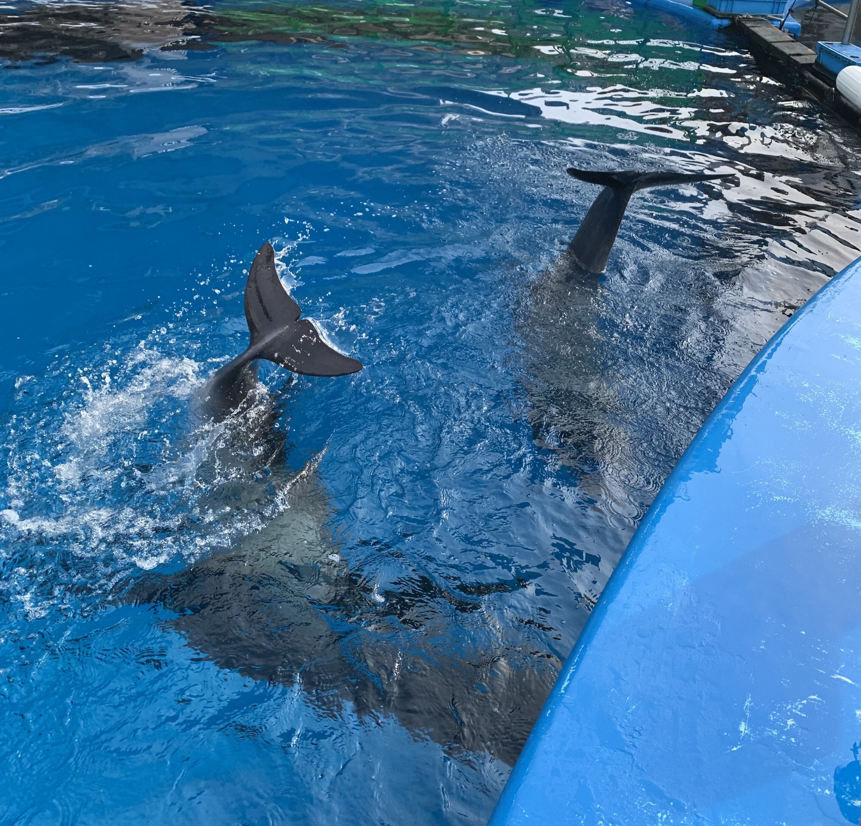 バンドウイルカ赤ちゃん「エル」成長記録｜仙台うみの杜水族館