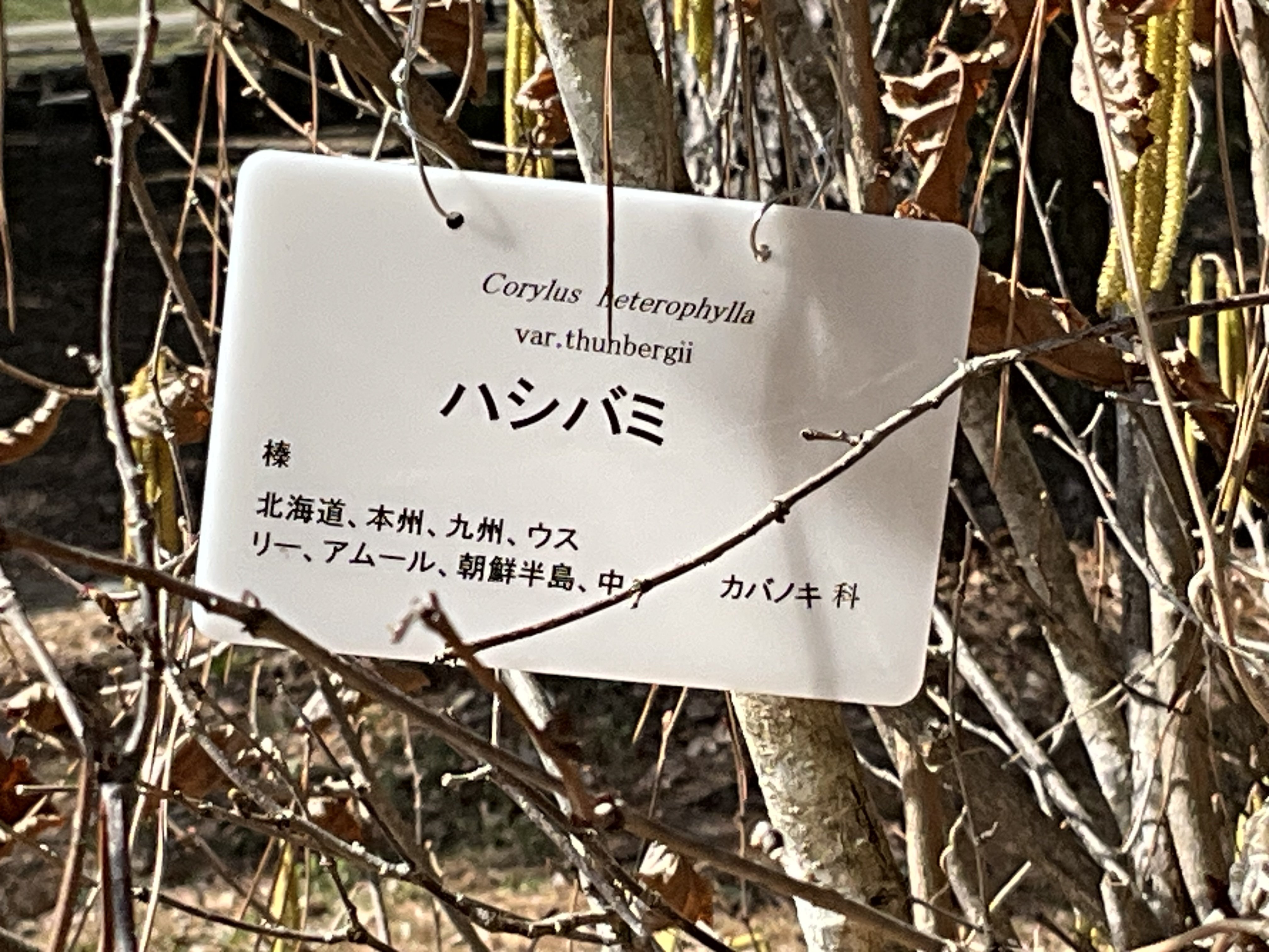 ハシバミ（京都府立植物園）：2026年3月6日（金）｜藤井秀昭（『京都