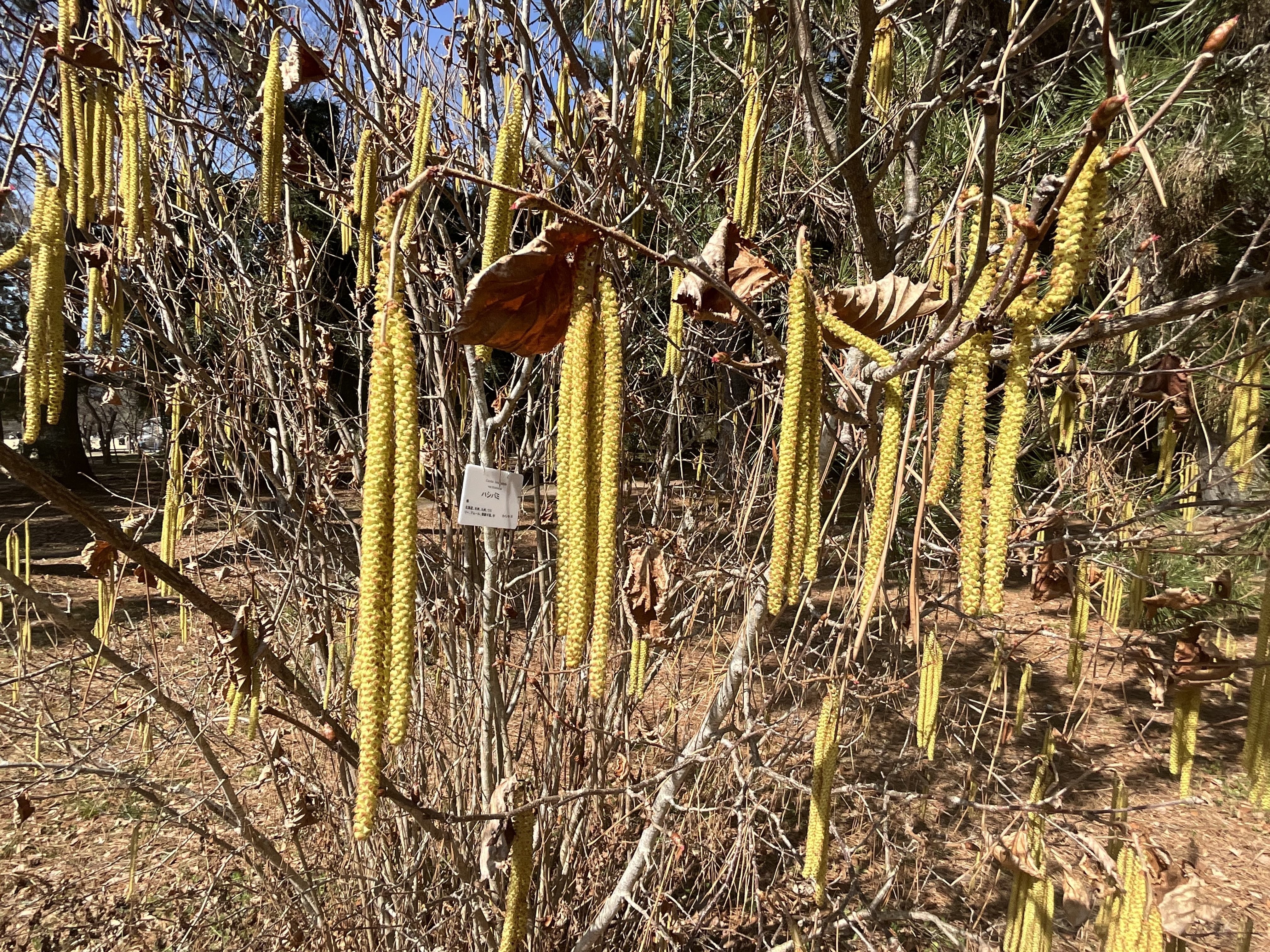 ハシバミ（京都府立植物園）：2026年3月6日（金）｜藤井秀昭（『京都