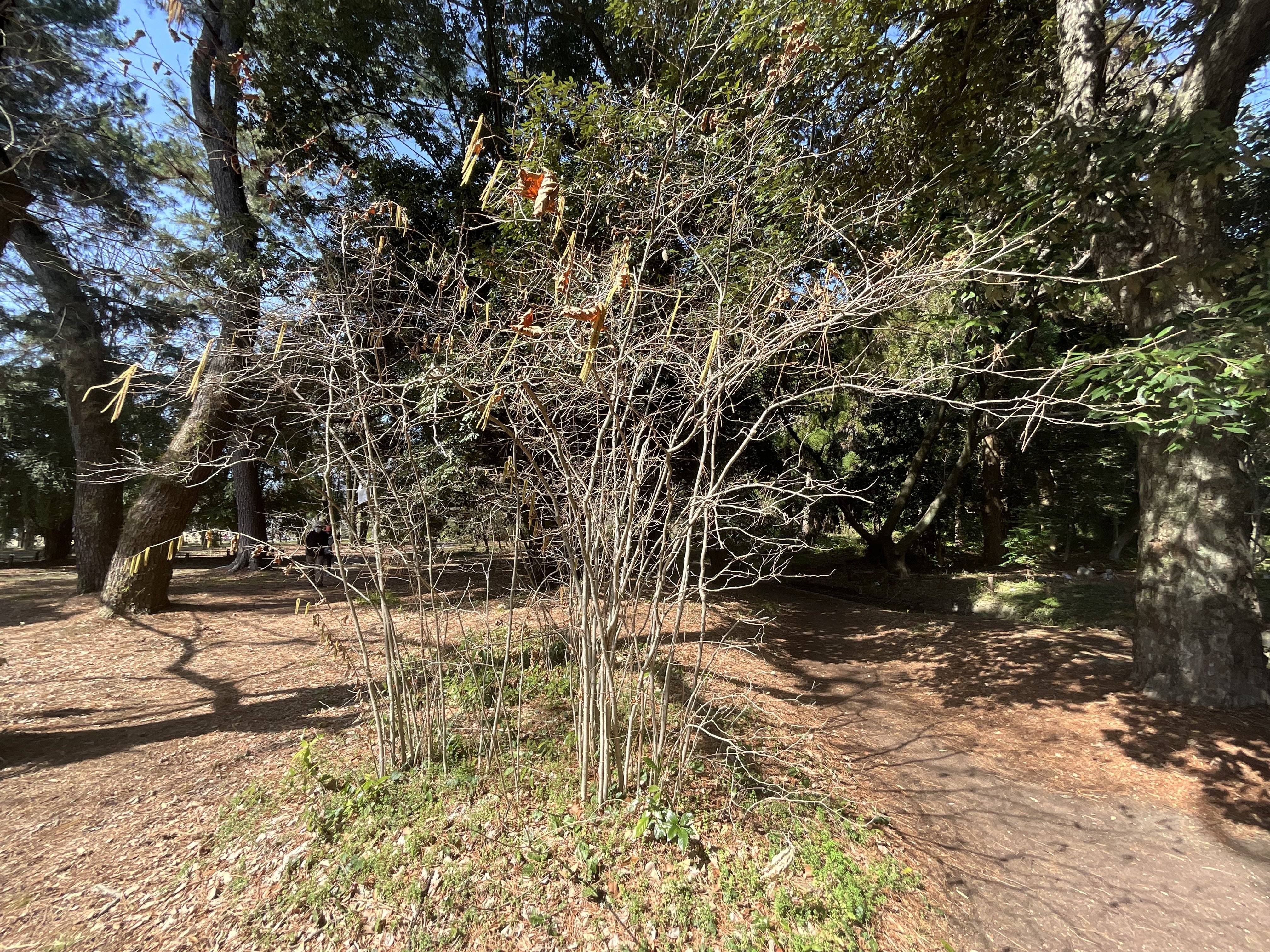 ハシバミ（京都府立植物園）：2026年3月6日（金）｜藤井秀昭（『京都
