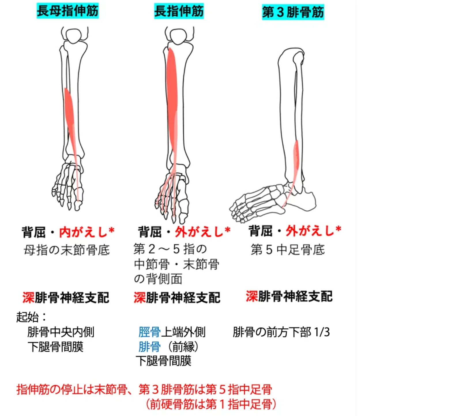第61回理学療法士国家試験 午後11−15の解説｜Sixty_valleyのページ
