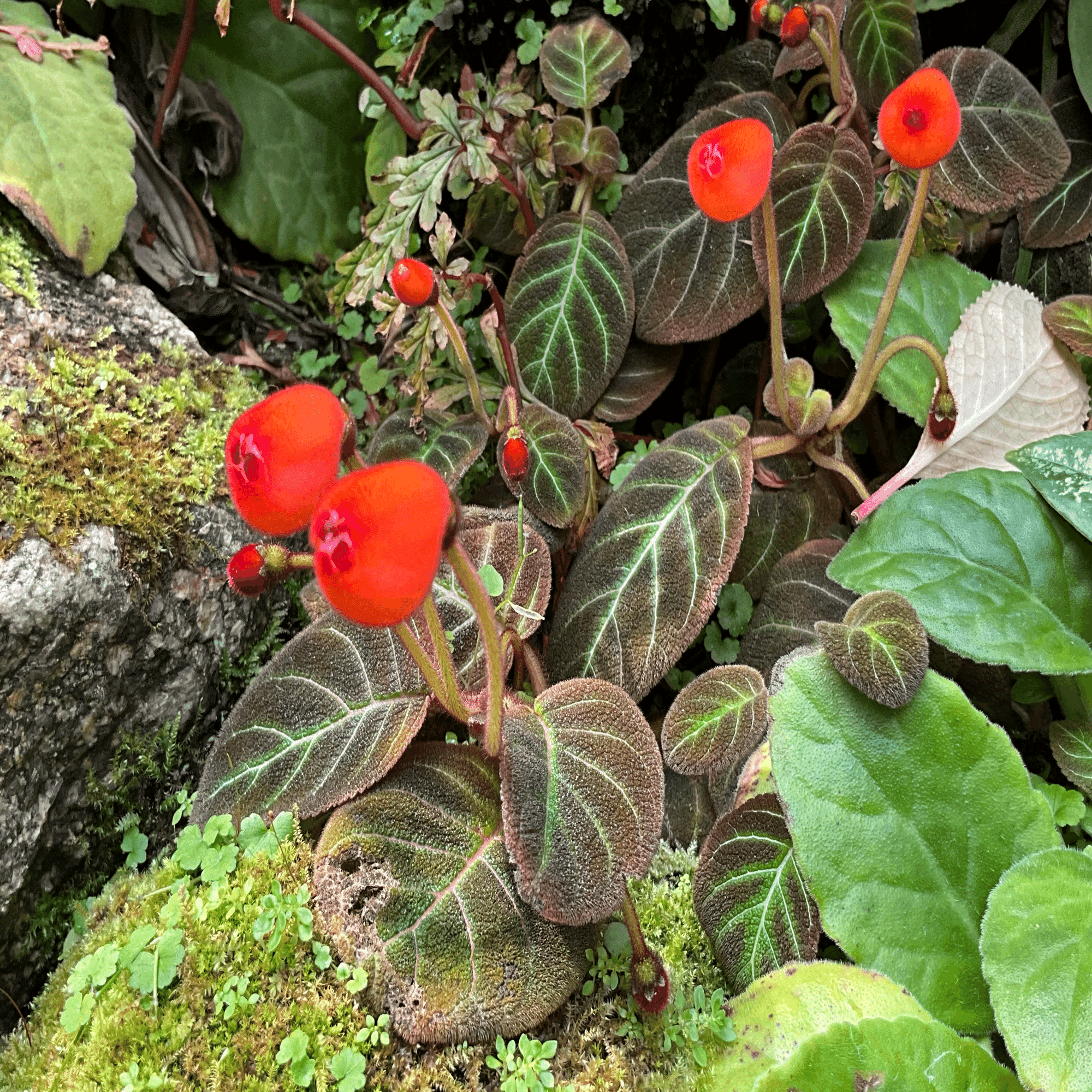 ペアルケア・ヒポキルティフローラ（京都府立植物園）：2026年3月2日