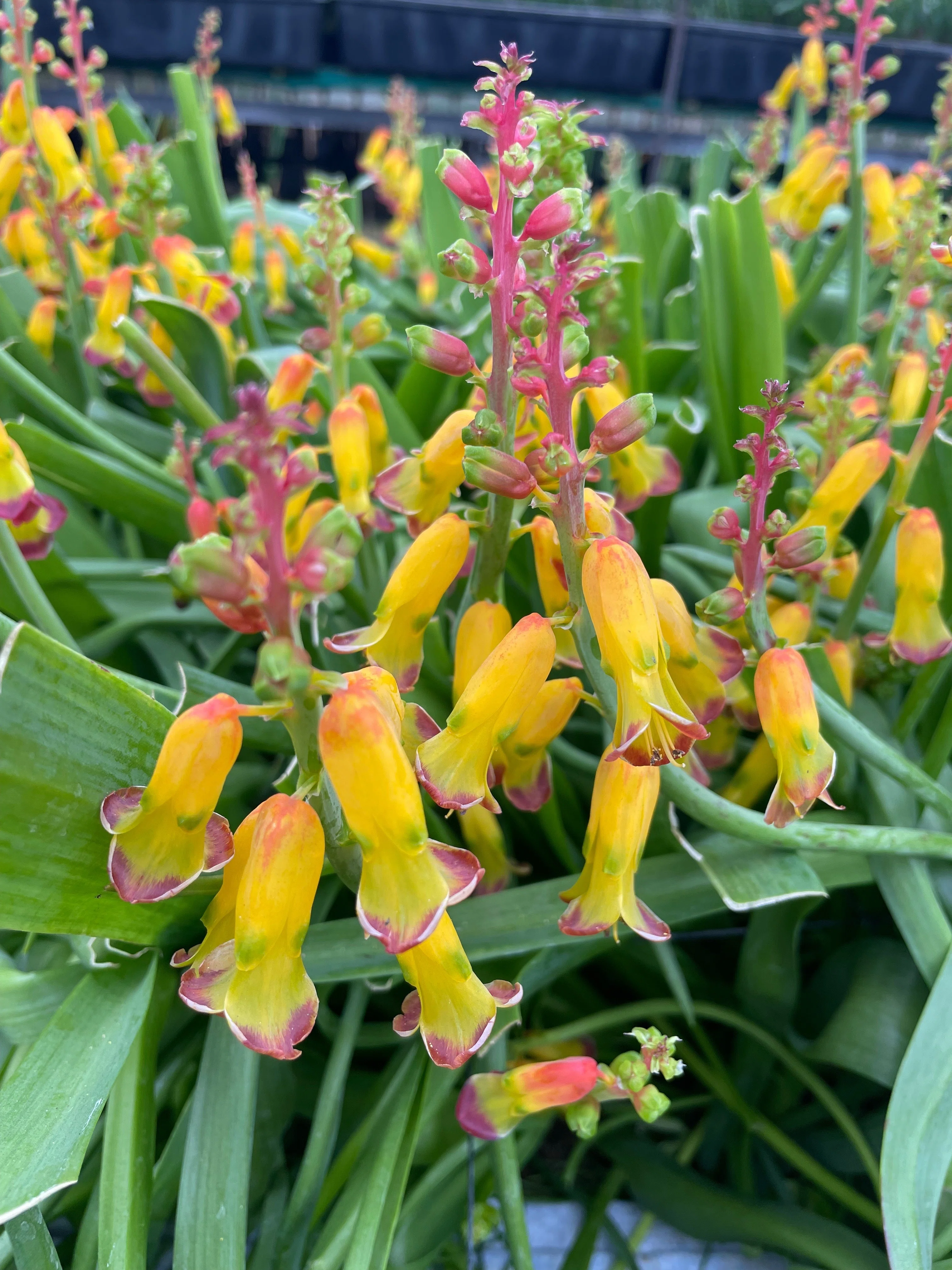 花屋が、好きな花｜暮らしの花研究家